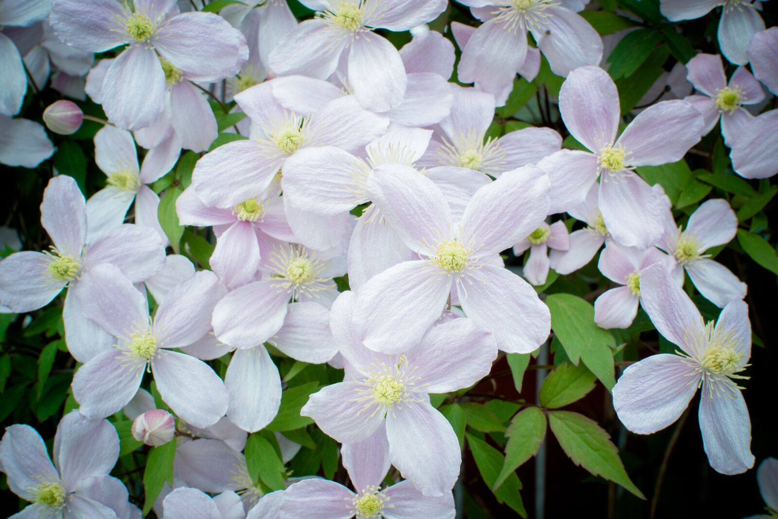 Nikon D7100 sample photo. Clematis, blossom, bloom photography