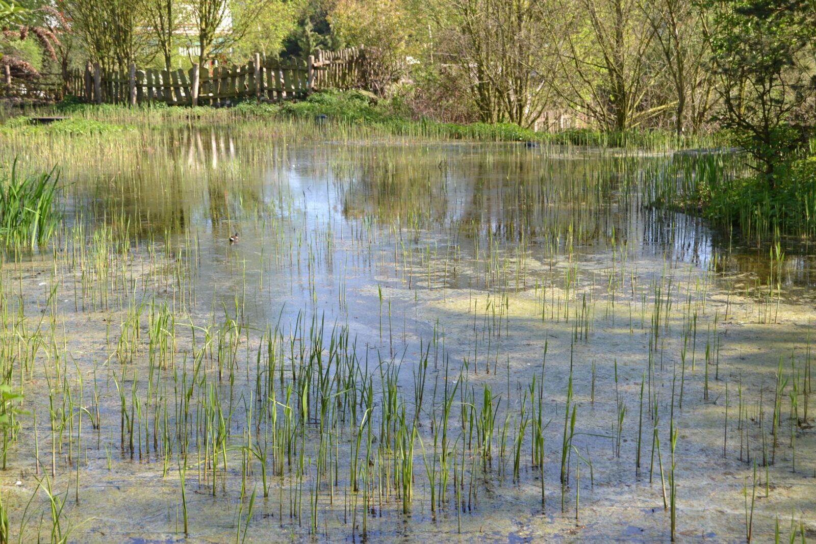 Nikon D3100 sample photo. Pond, schilff, water photography