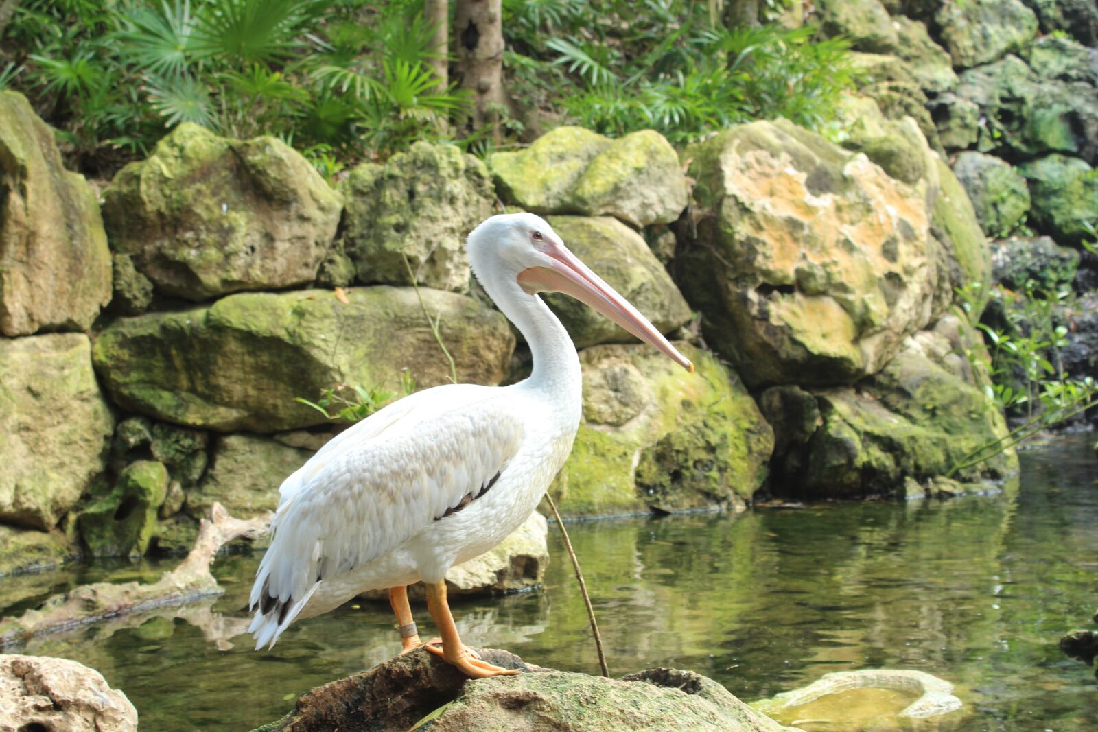 Canon EOS 1200D (EOS Rebel T5 / EOS Kiss X70 / EOS Hi) sample photo. Birds, pelicans, life photography
