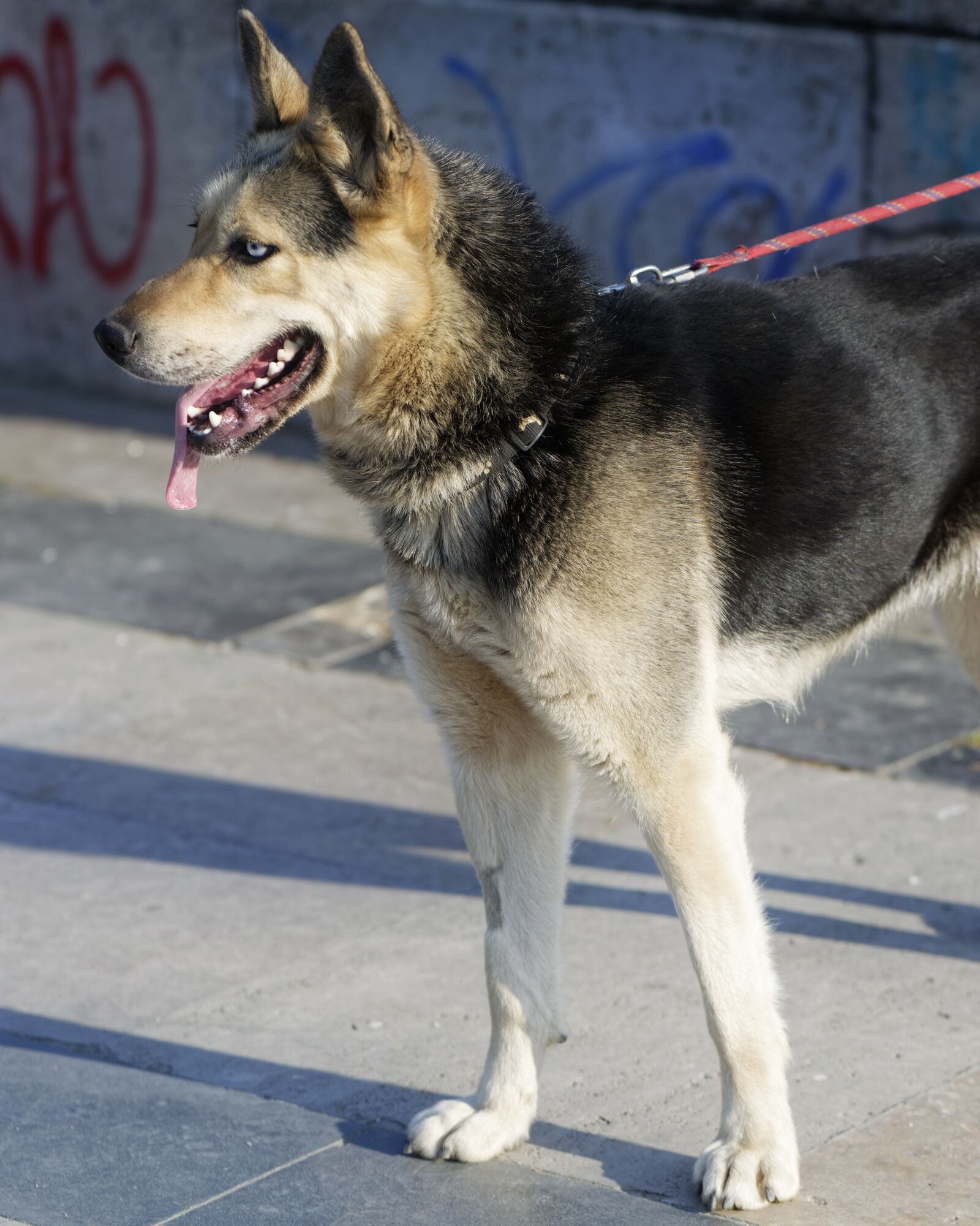 Nikon D5300 sample photo. Dog, huskie, nature photography