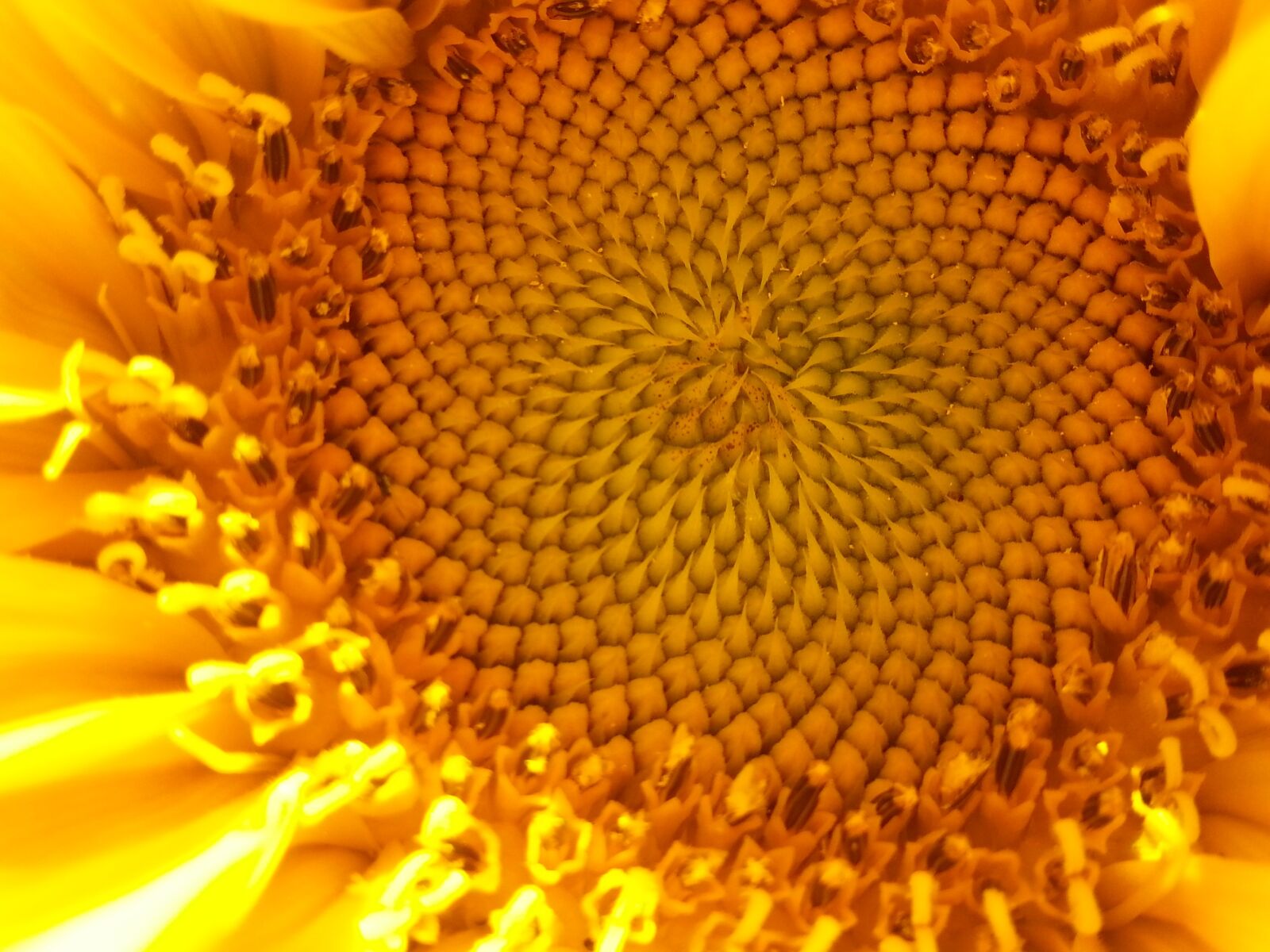 Samsung Galaxy Note2 sample photo. Sunflower, yellow, nature photography