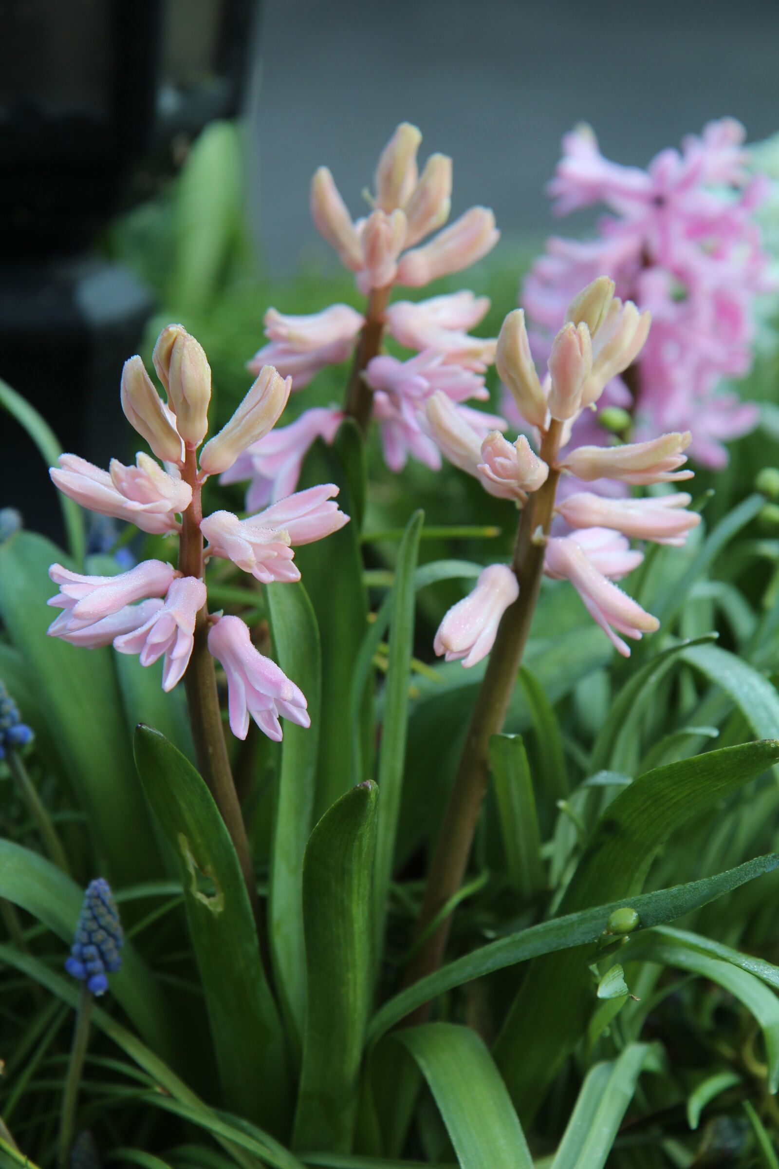 Canon EOS 600D (Rebel EOS T3i / EOS Kiss X5) sample photo. Hyacinth, wild hyacinth, spring photography