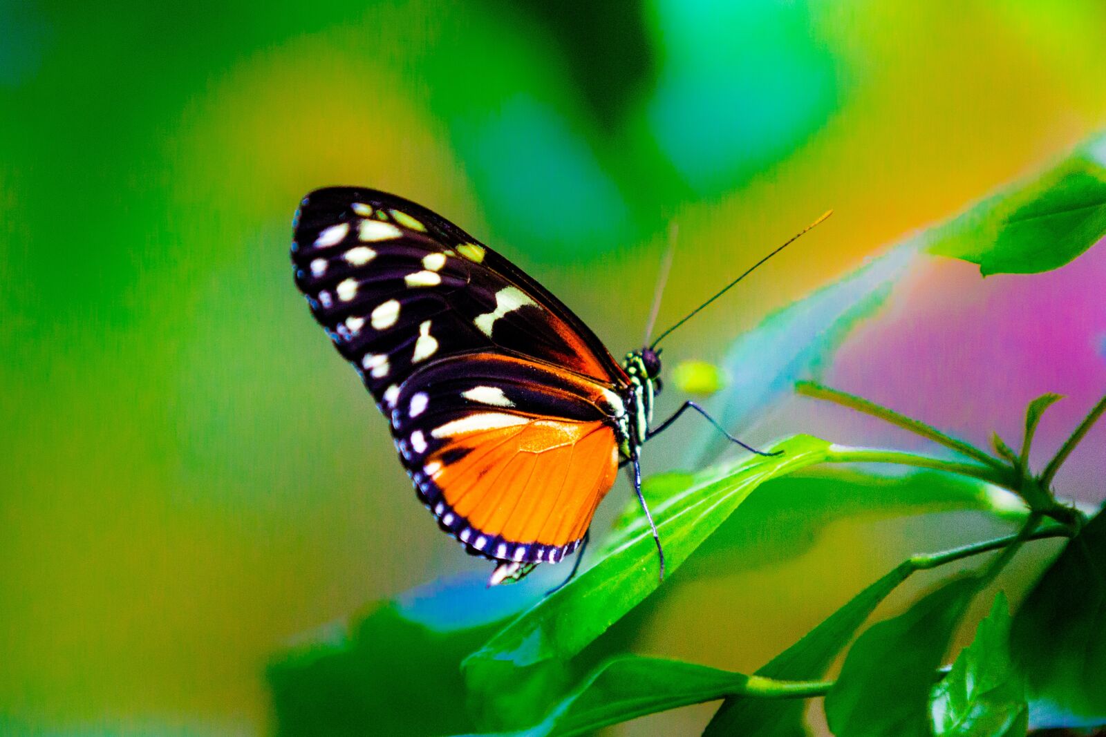 Canon EOS 5D Mark III sample photo. Butterflies, nature, insect photography
