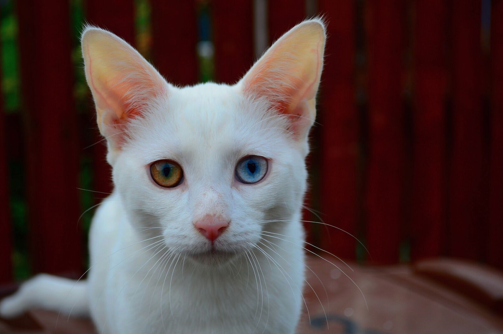 Nikon D3200 sample photo. Cat, kitten, white photography