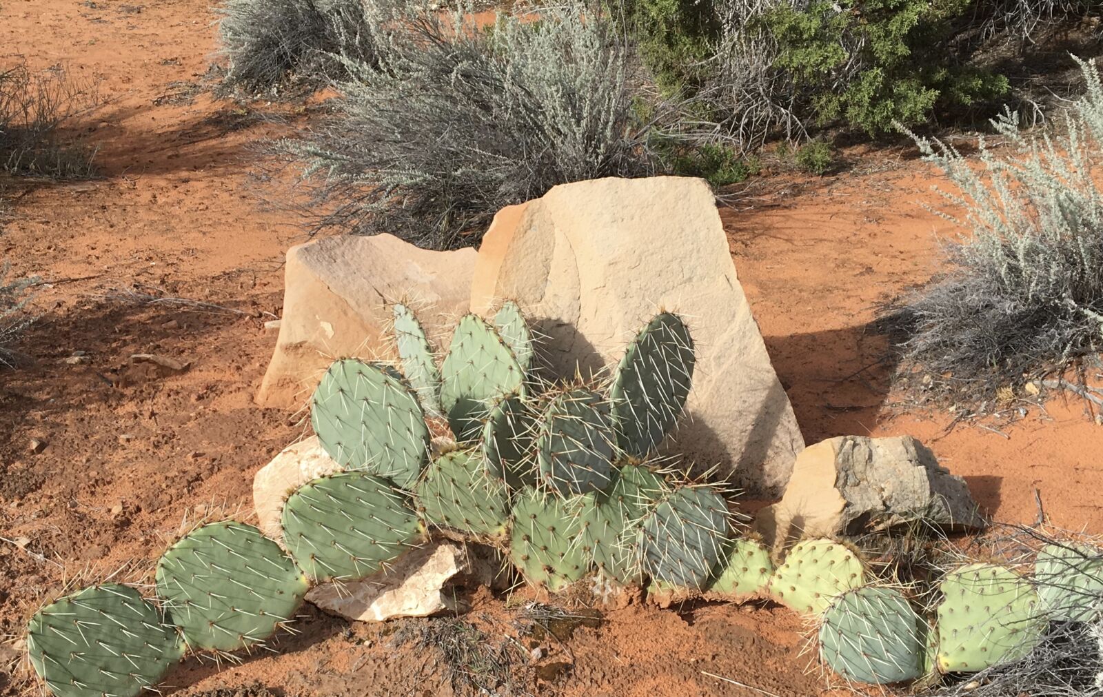 Apple iPhone 6s sample photo. Cactus, rock, desert photography