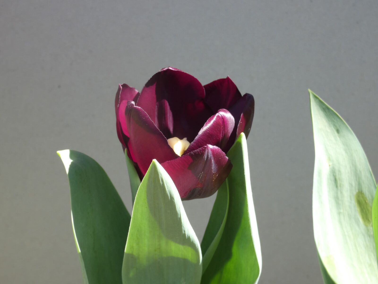 Panasonic DC-FZ80 sample photo. Tulips, flowers, spring photography
