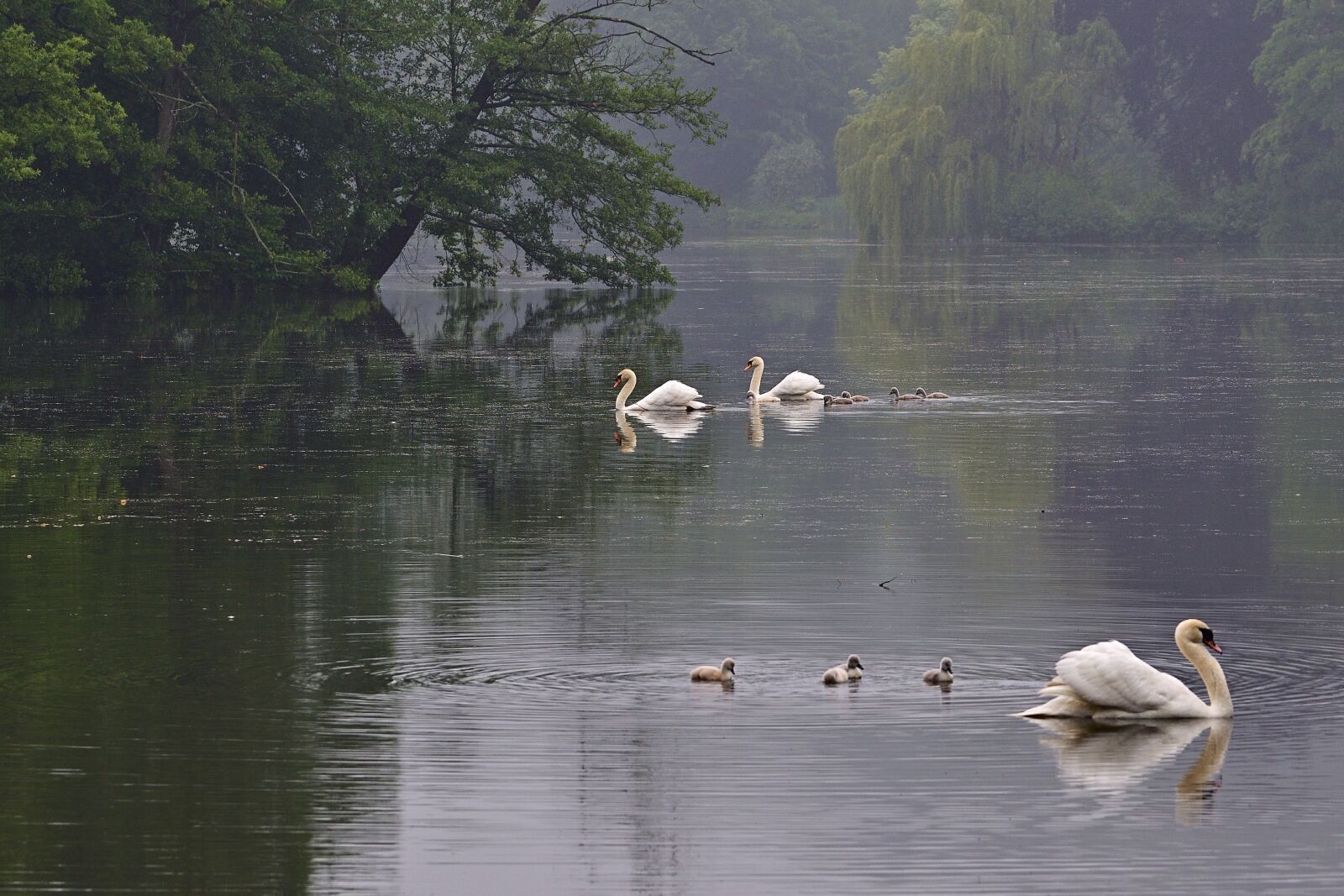 Nikon D5600 sample photo. Lake, swans, young swans photography