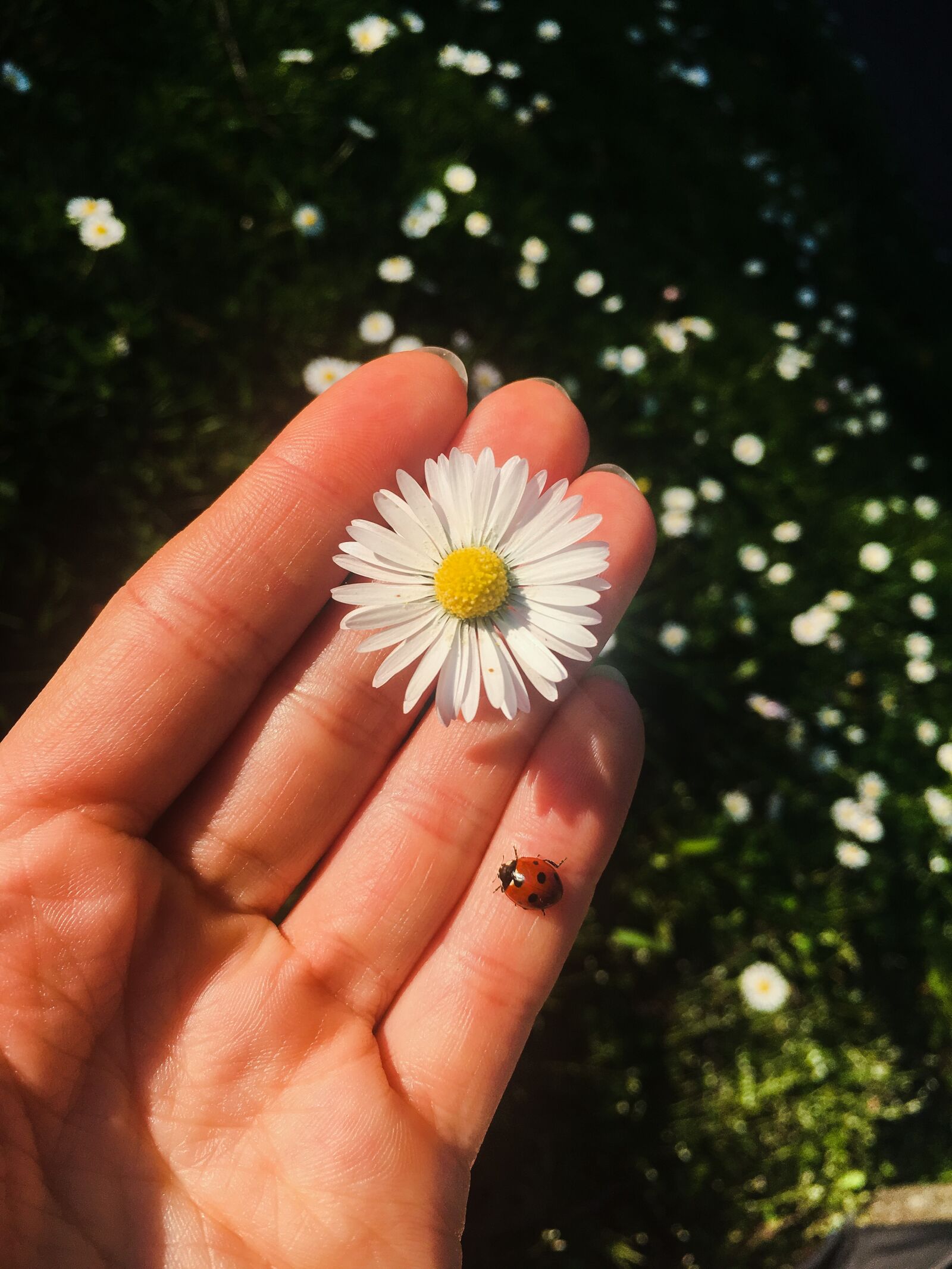 Apple iPhone 6s sample photo. Ladybug, hand, flower photography