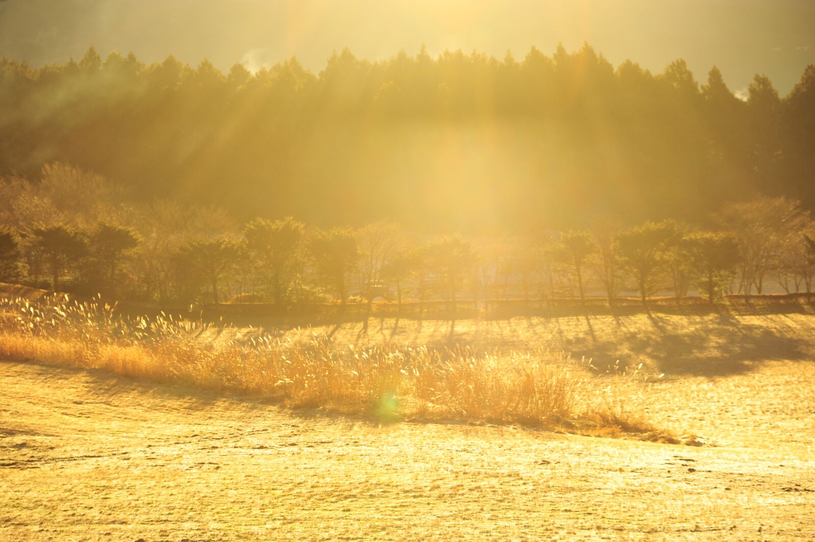 Nikon D700 sample photo. Morning fog, ray, winter photography