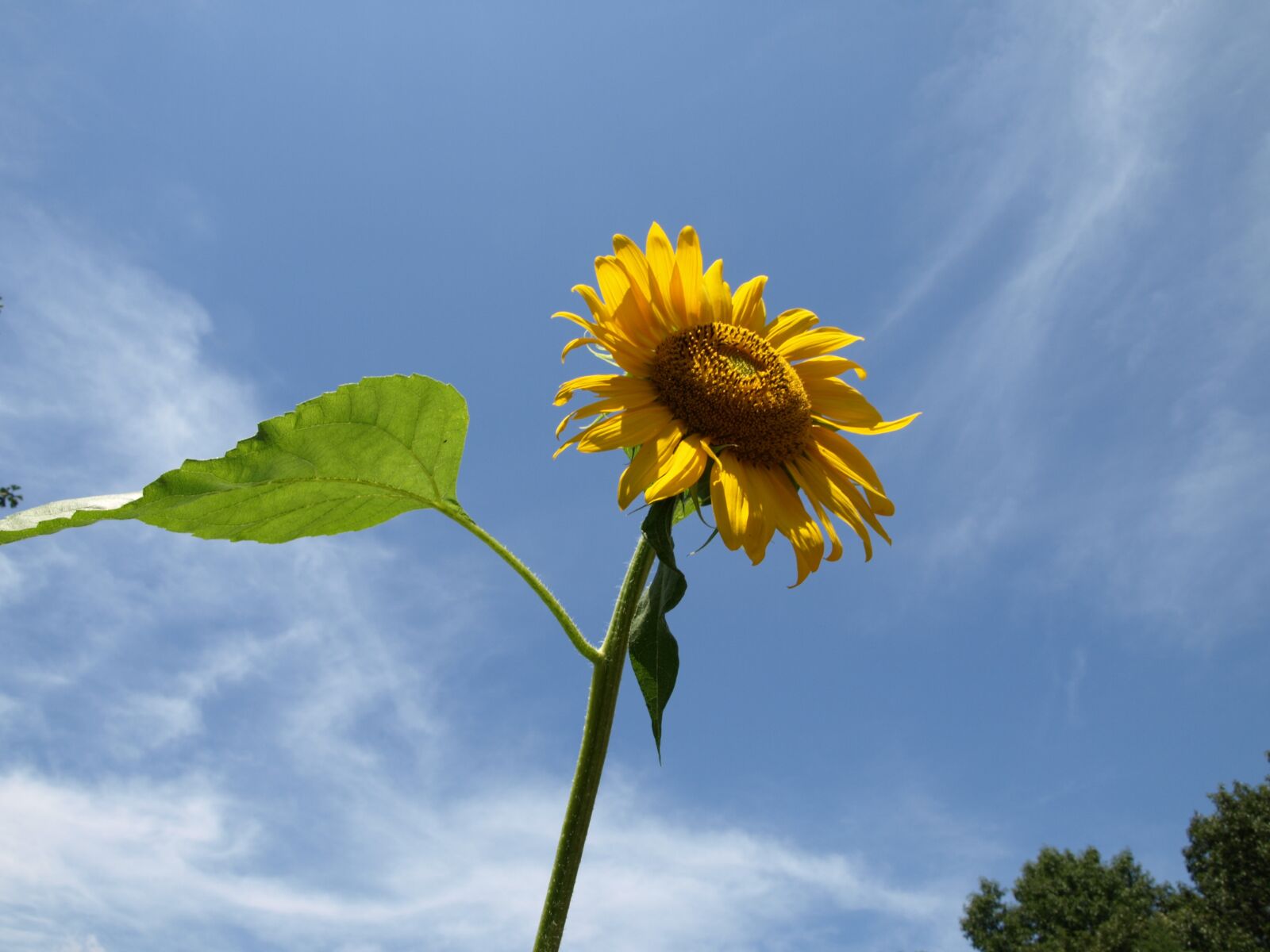 Olympus E-510 (EVOLT E-510) sample photo. Sunflower, sky, flowers photography