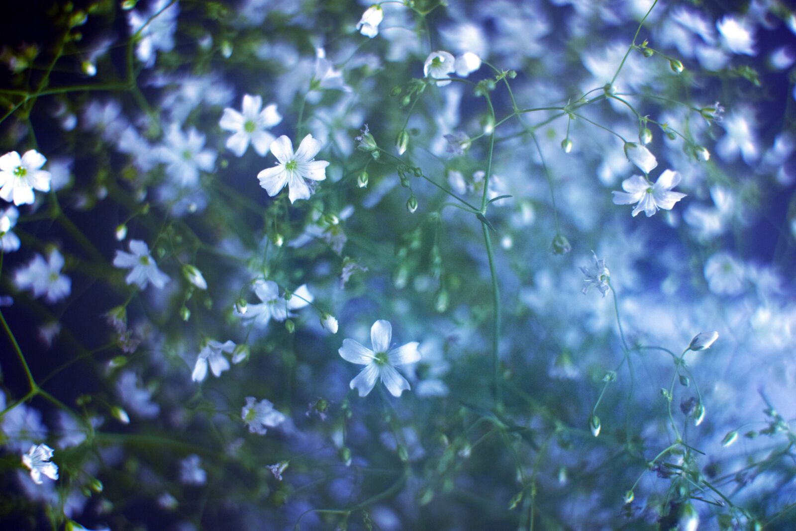 Nikon D5300 sample photo. Flora, flower, nature photography