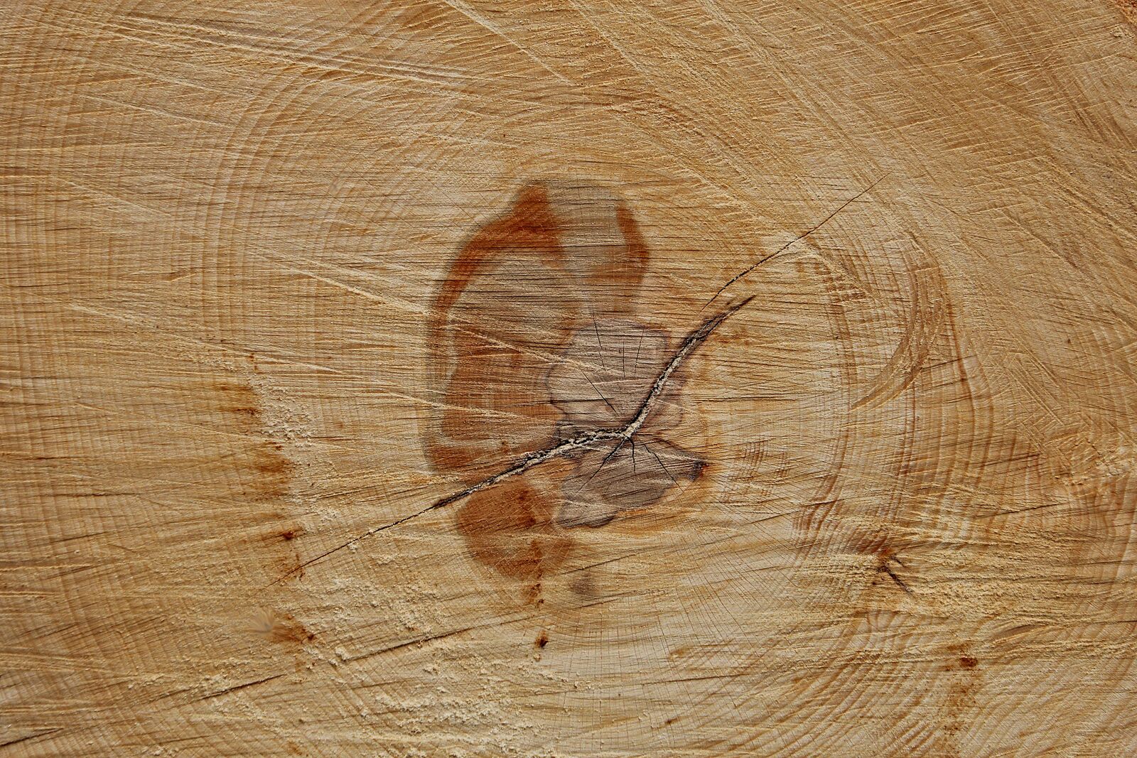 Canon EOS 60D sample photo. Tree, beech, annual rings photography