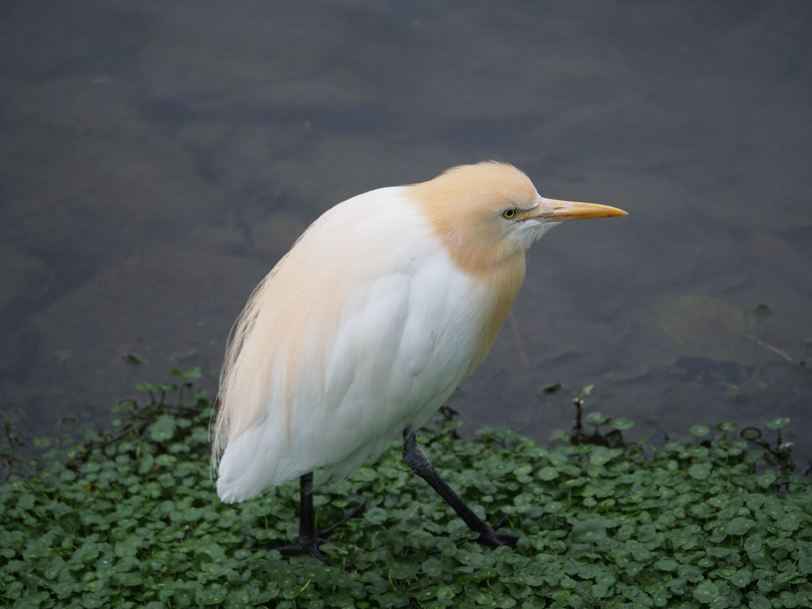 Olympus OM-D E-M5 sample photo. Yellow head heron, bird photography