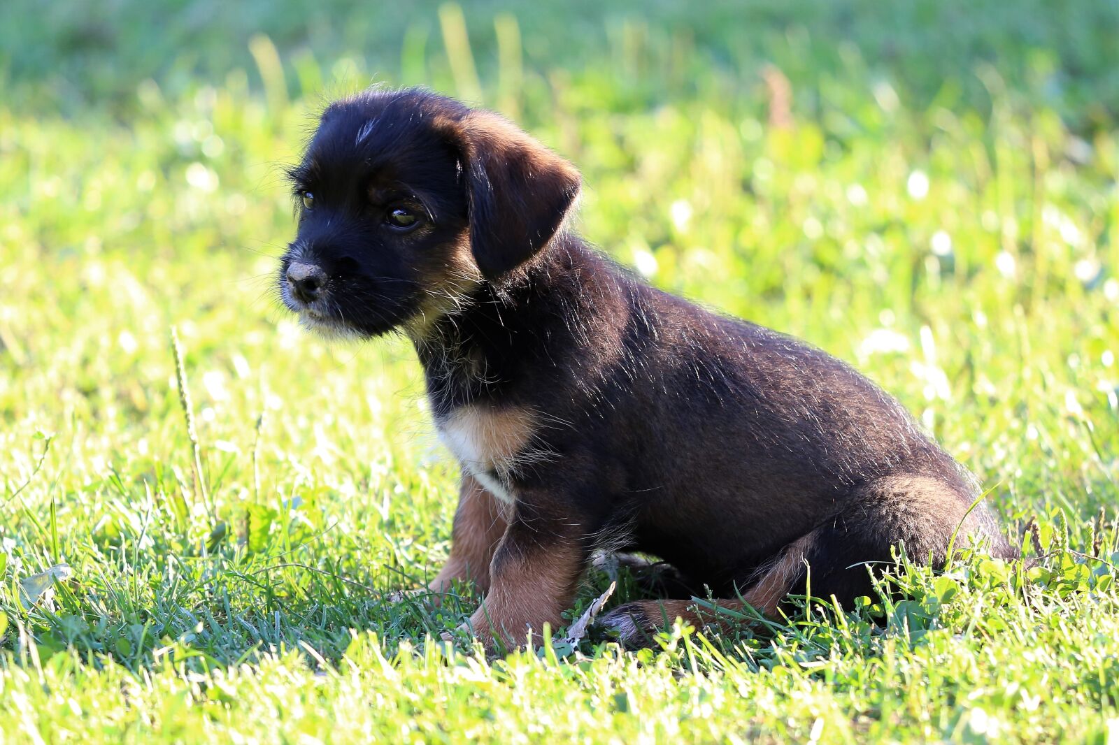 Canon EF 70-300 F4-5.6 IS II USM sample photo. Little dog, puppy, nice photography