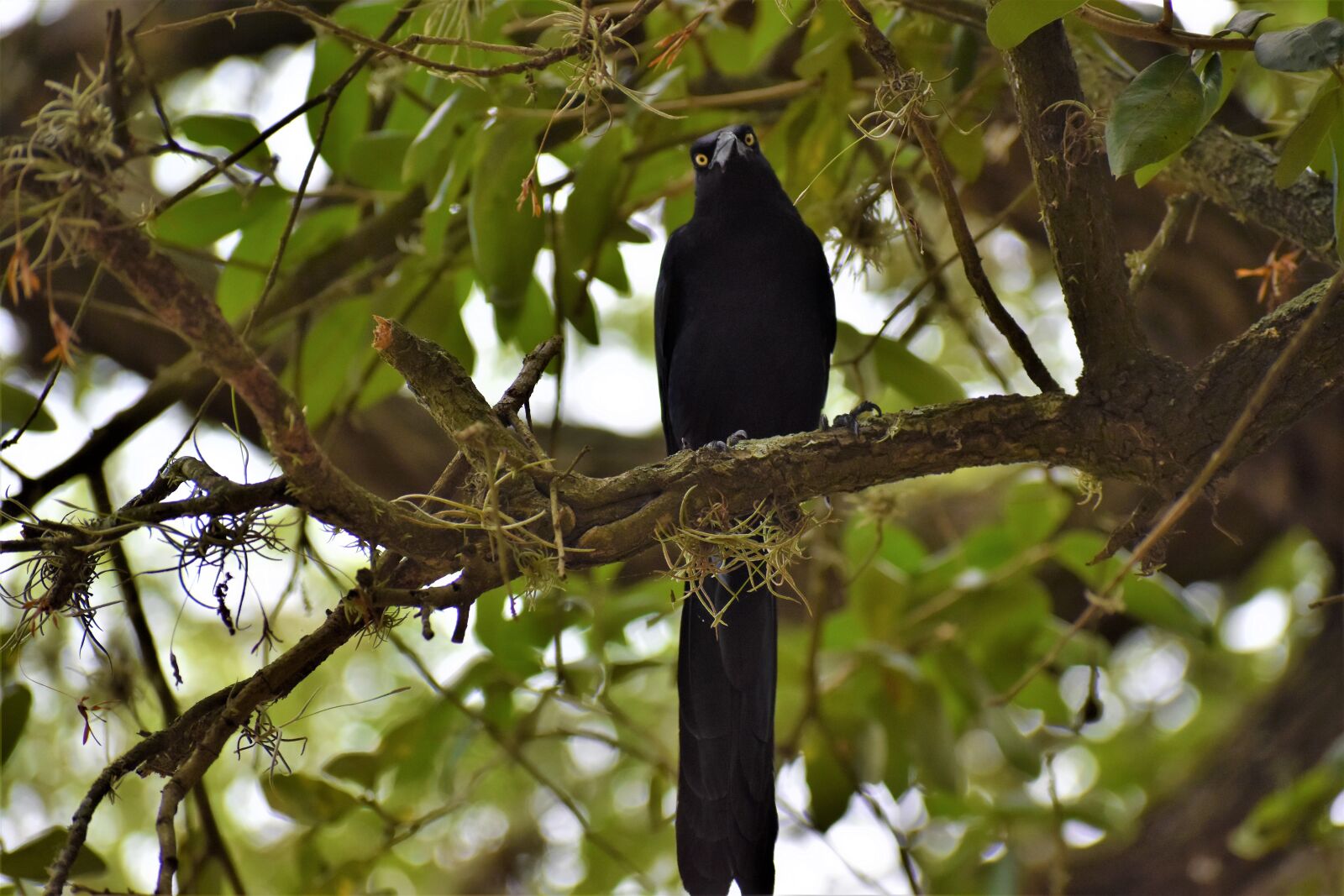 Nikon D3500 sample photo. Raven, black bird, crow photography