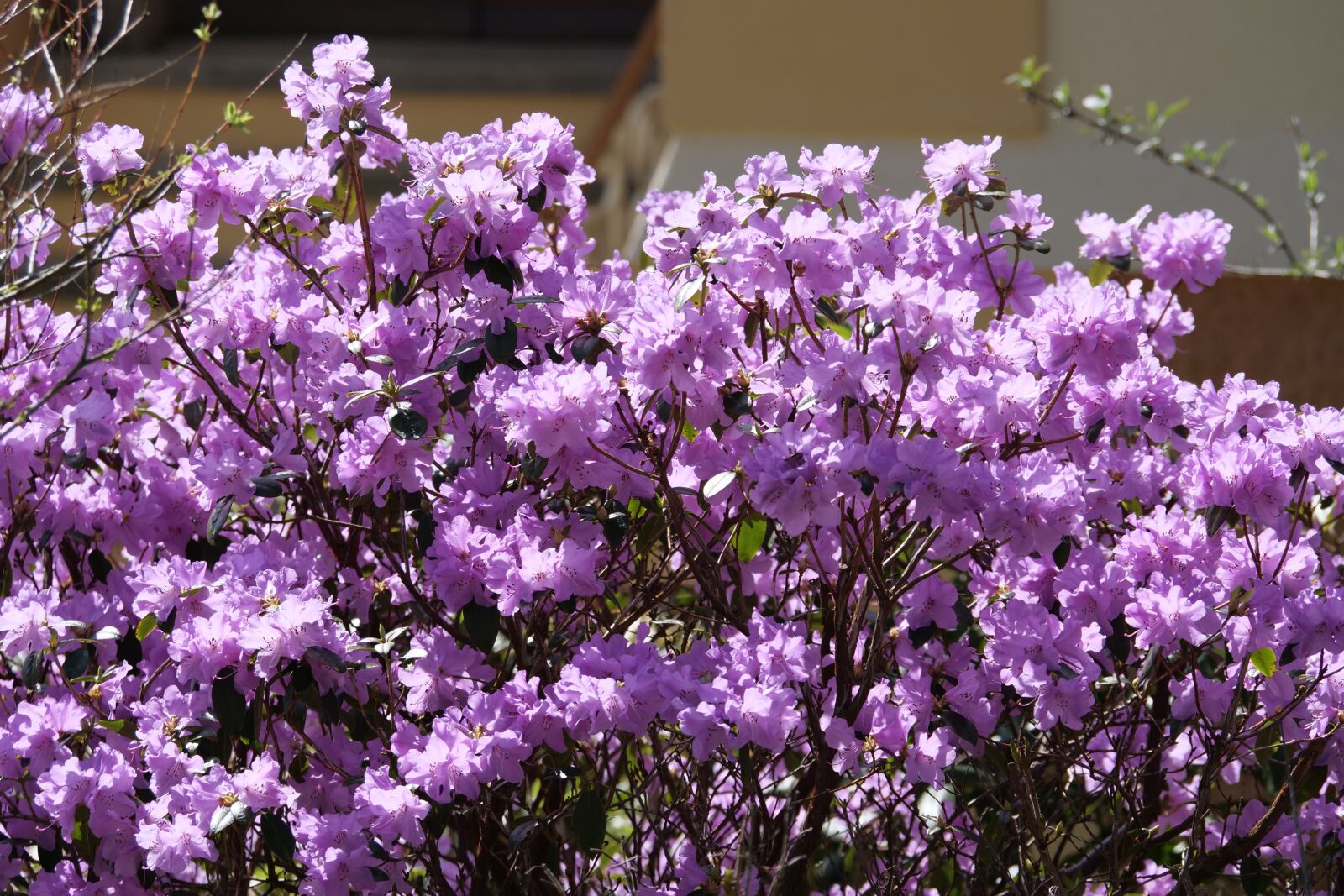 Panasonic Lumix DC-G9 sample photo. Double rhododendron, rhododendron mocronulatum photography