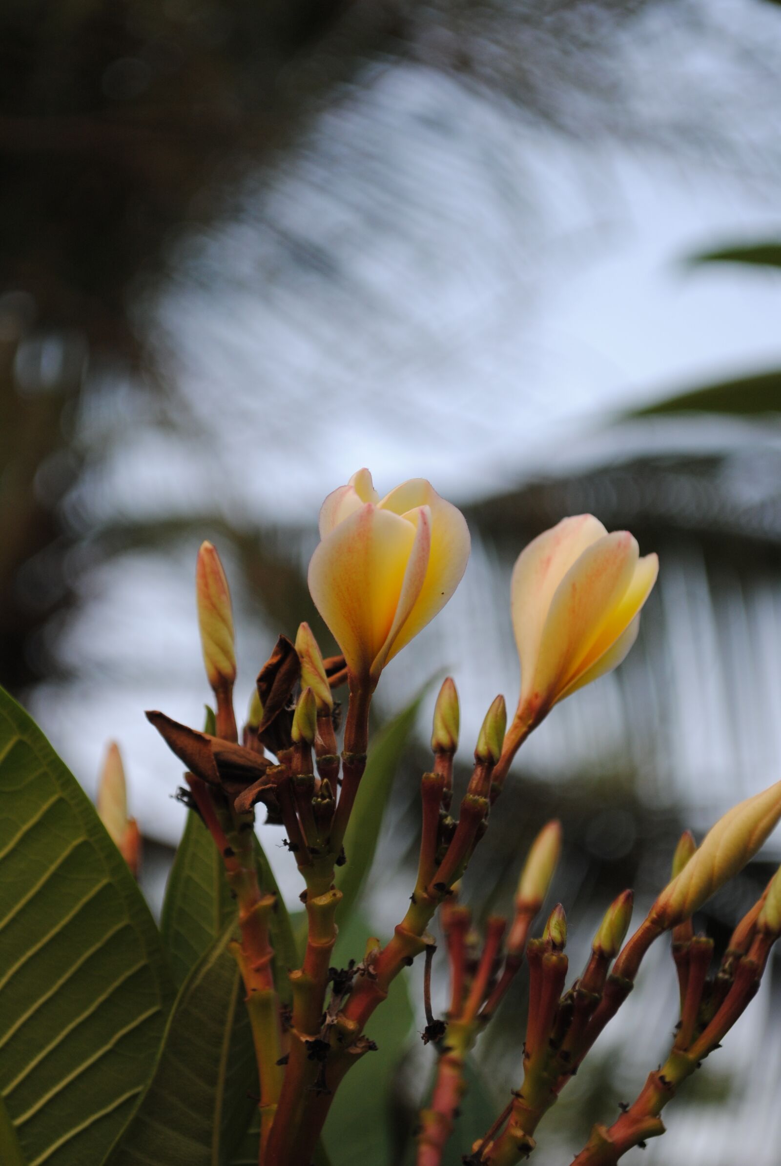 Nikon D3000 sample photo. Yellow flower, bloom, garden photography