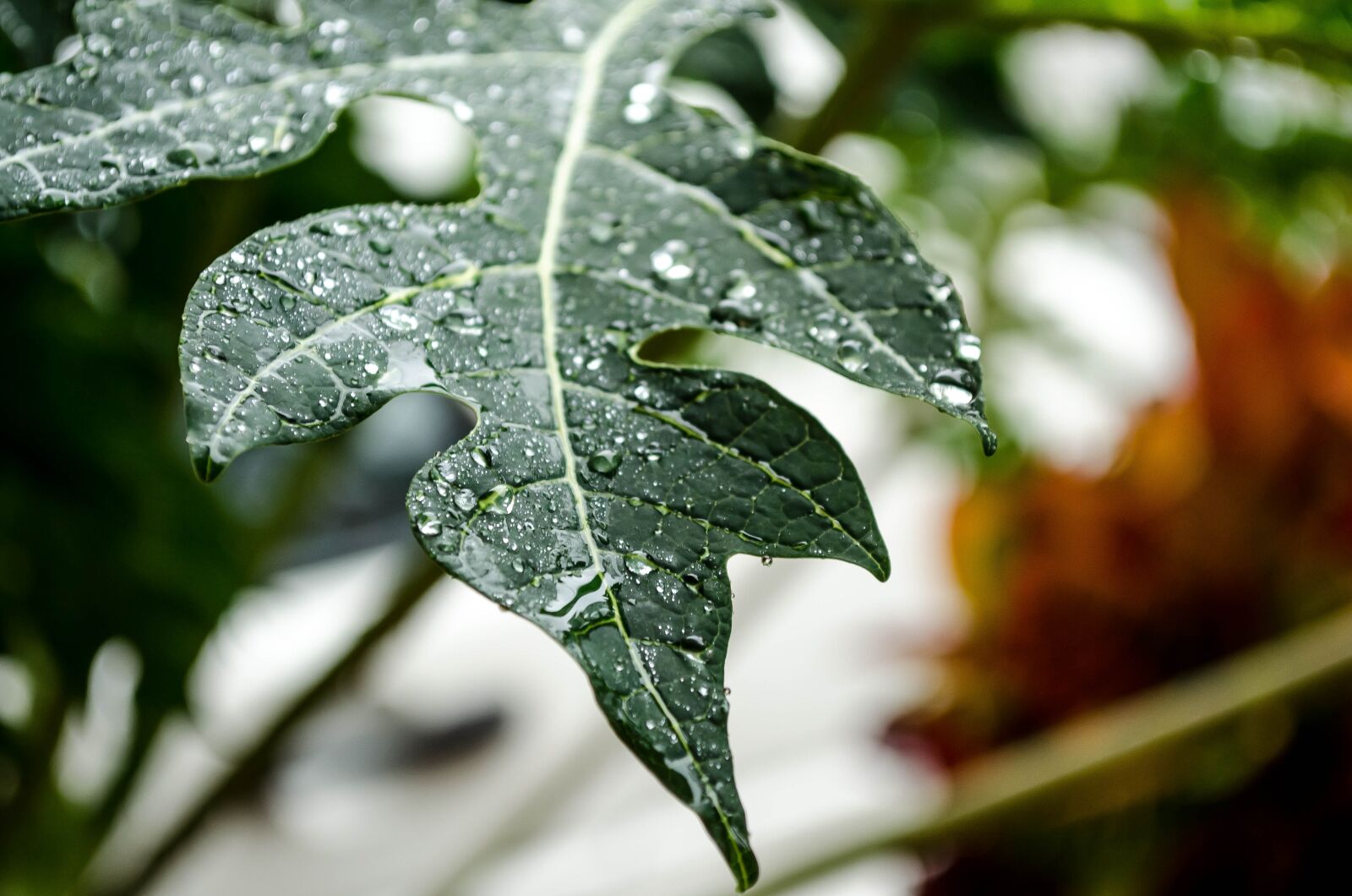 Nikon D5100 sample photo. Rain, leaf, plant photography