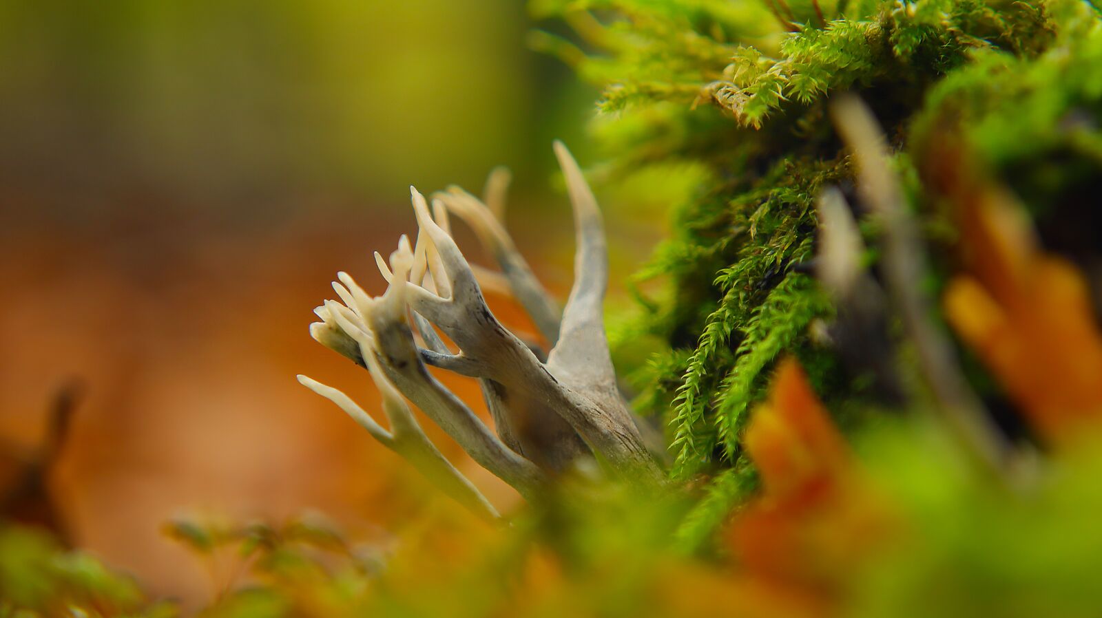 Canon EF-M 15-45mm F3.5-6.3 IS STM sample photo. Mushroom, forest, nature photography