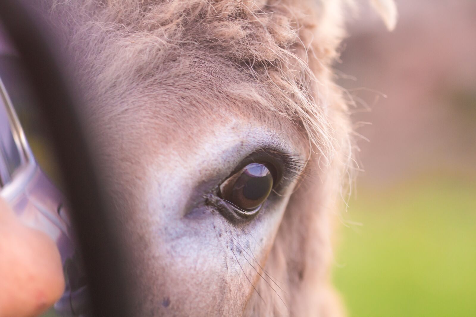 Canon EOS 700D (EOS Rebel T5i / EOS Kiss X7i) + Tamron SP 90mm F2.8 Di VC USD 1:1 Macro (F004) sample photo. Donkey, eye, animal photography