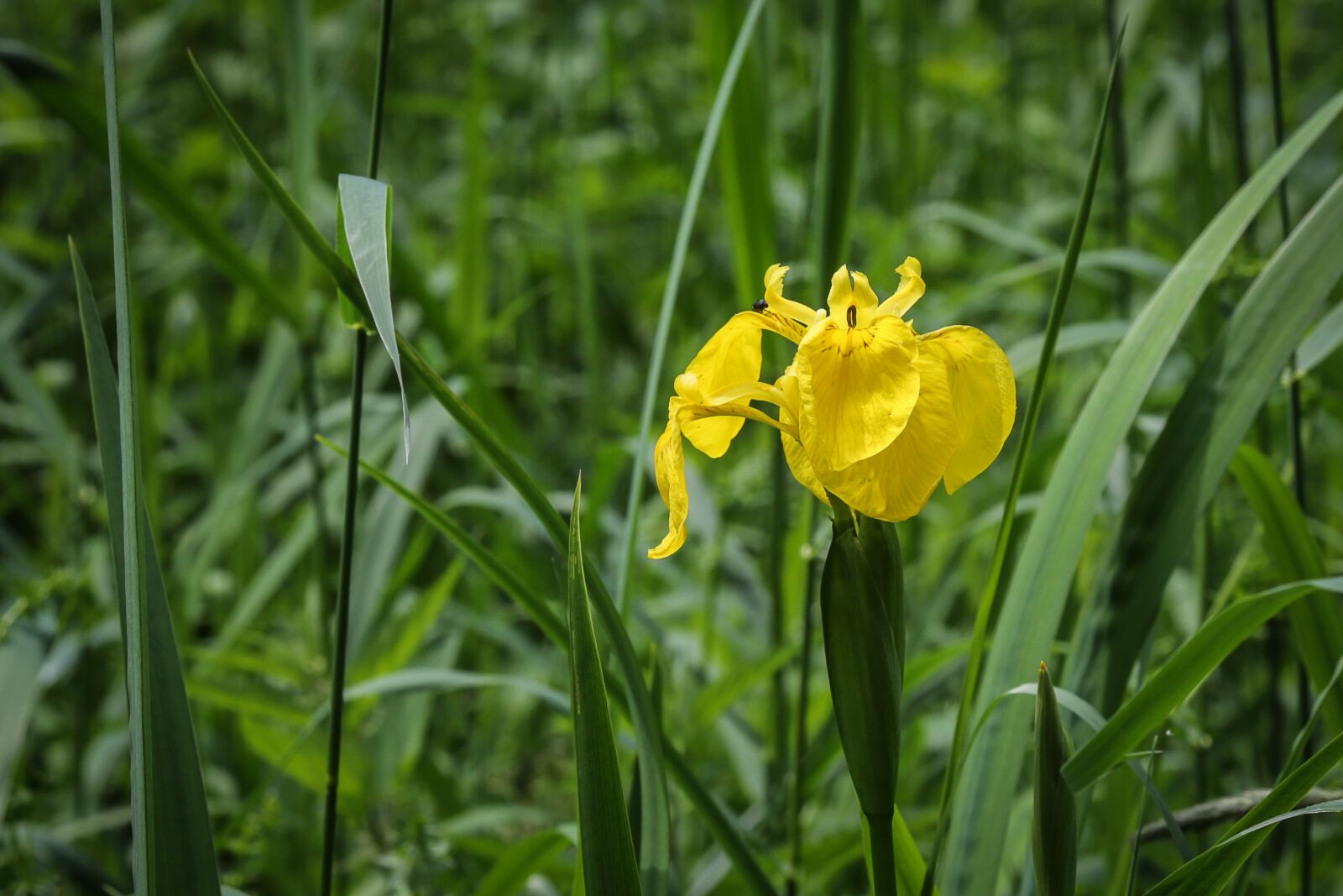 Canon EF 24-105mm F4L IS USM sample photo. Iris, swamp iris, flower photography