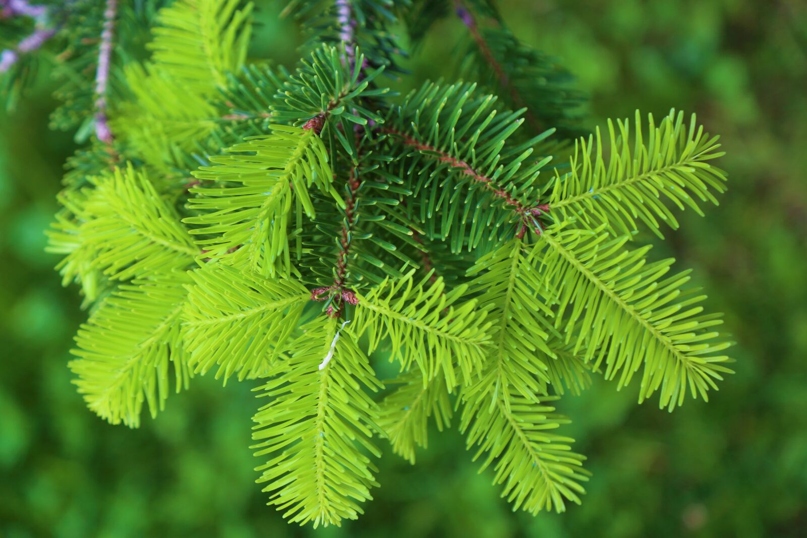 Canon EF 24-105mm F4L IS USM sample photo. Nature, pine, plant photography