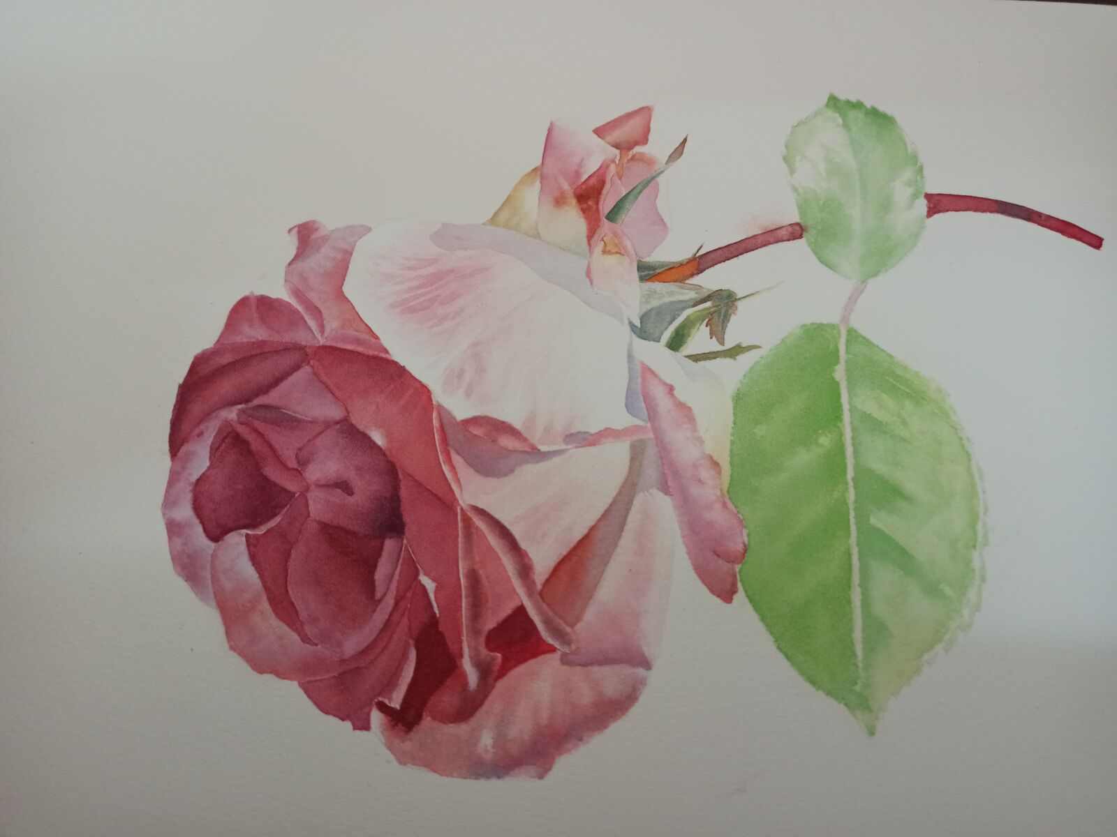 Xiaomi Redmi Note 8 Pro sample photo. Watercolor, powder rose, sunshine photography