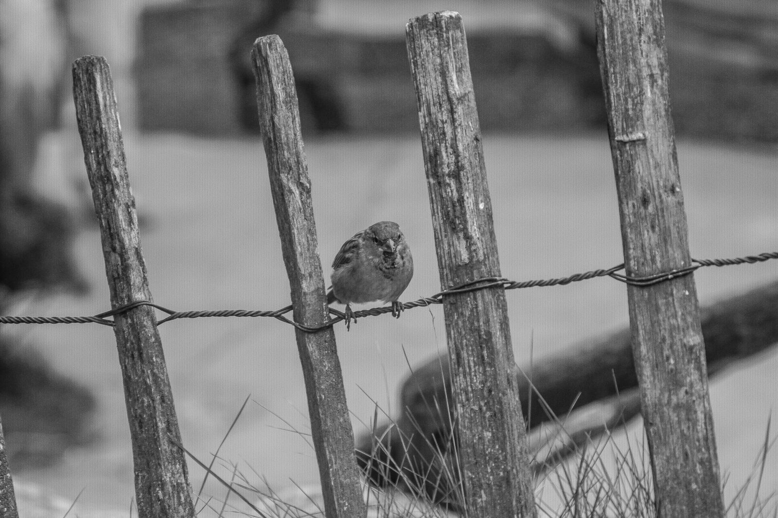Canon EOS 650D (EOS Rebel T4i / EOS Kiss X6i) + Canon EF 24-105mm F4L IS USM sample photo. Bird, sperling, house sparrow photography