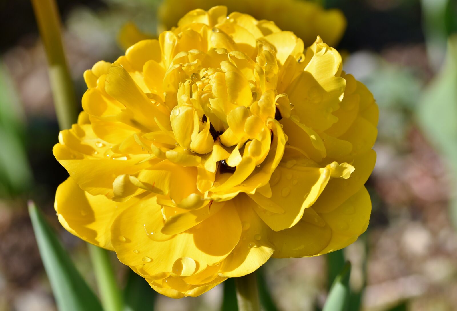 Nikon D7200 sample photo. Tulip, tulpenbluete, tulip field photography
