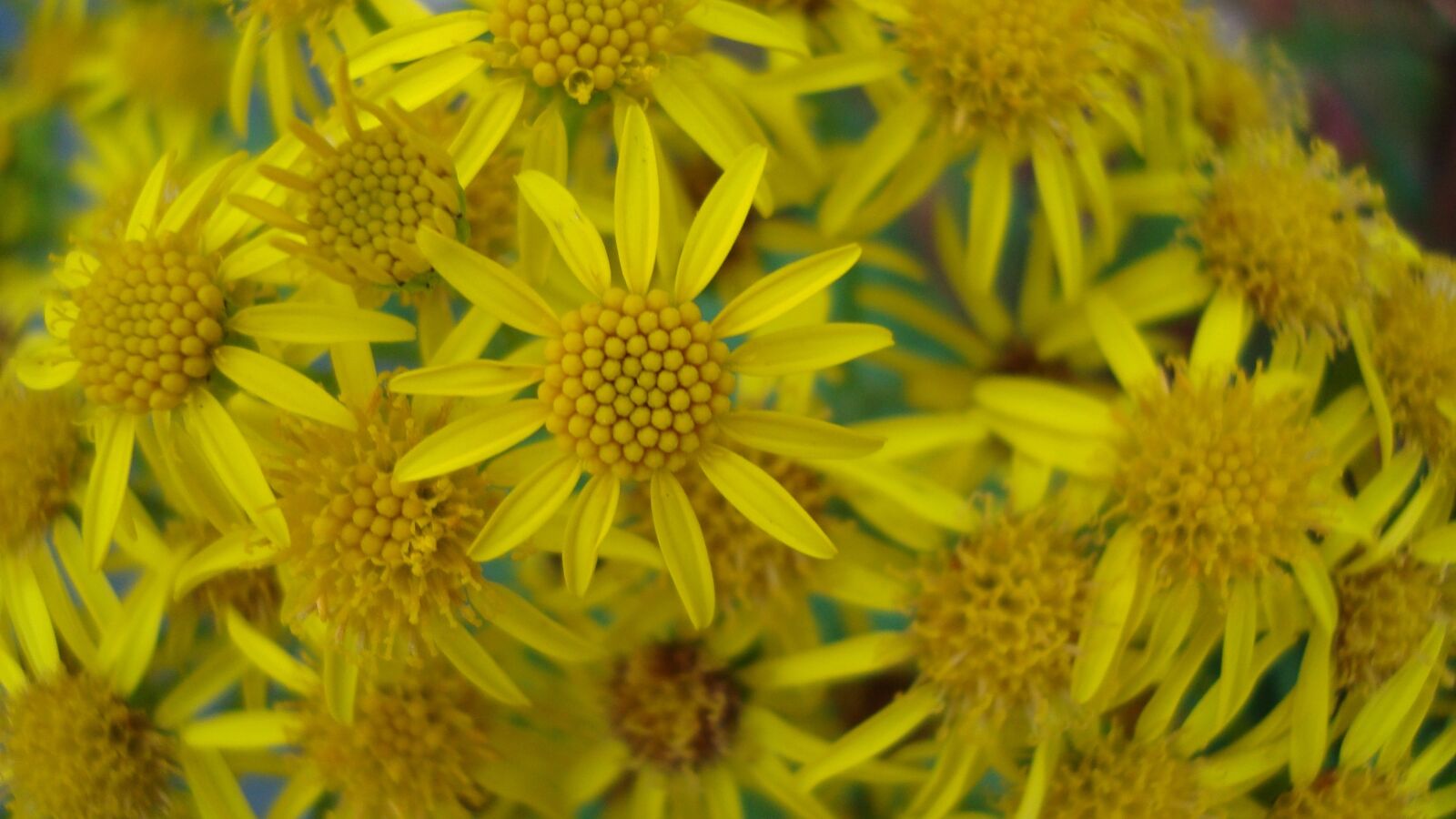 Sony Cyber-shot DSC-W120 sample photo. Flower, sun, sunflower photography