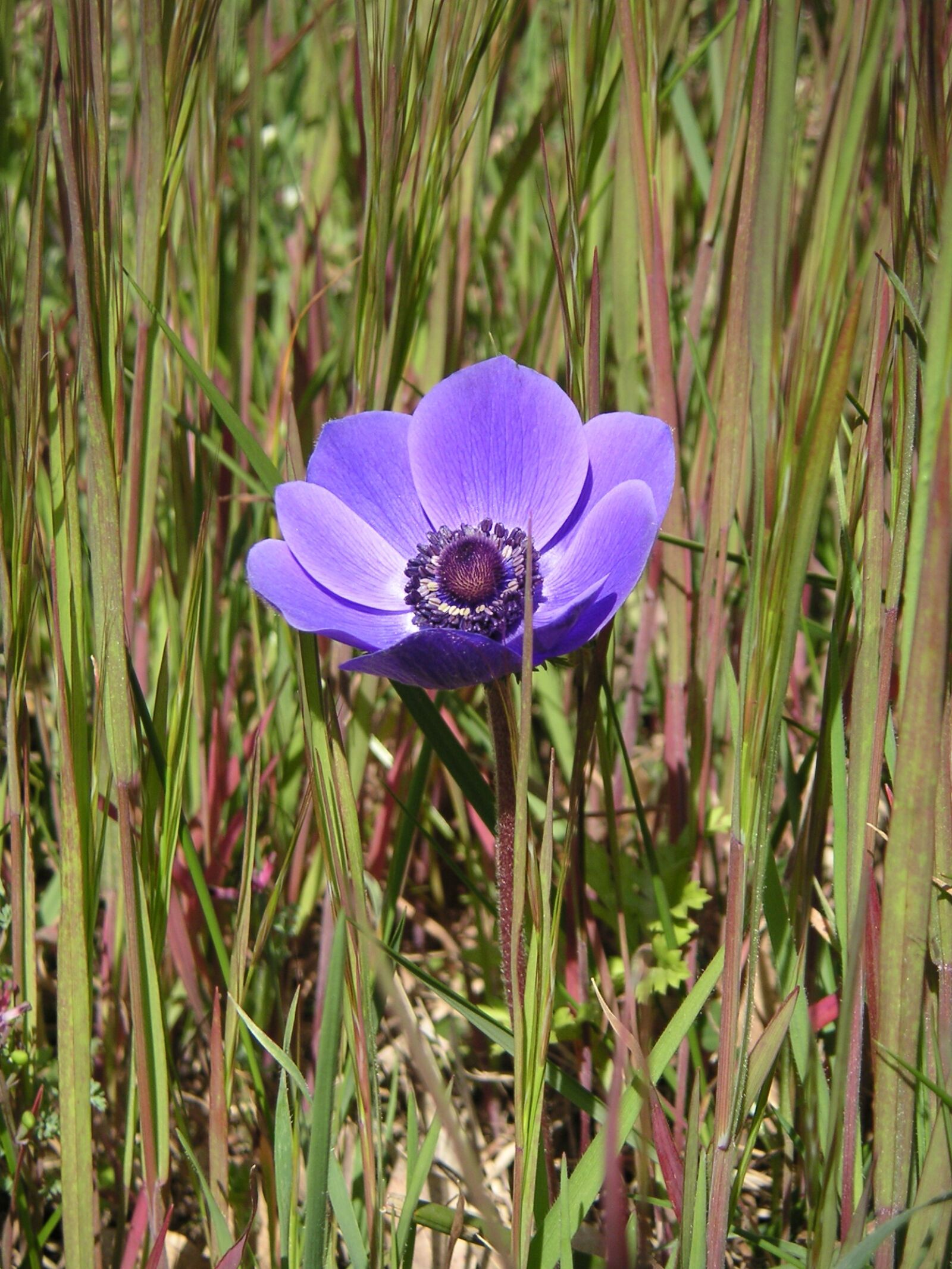 KONICA MINOLTA DiMAGE Xt sample photo. Flower, violet, purple flowers photography