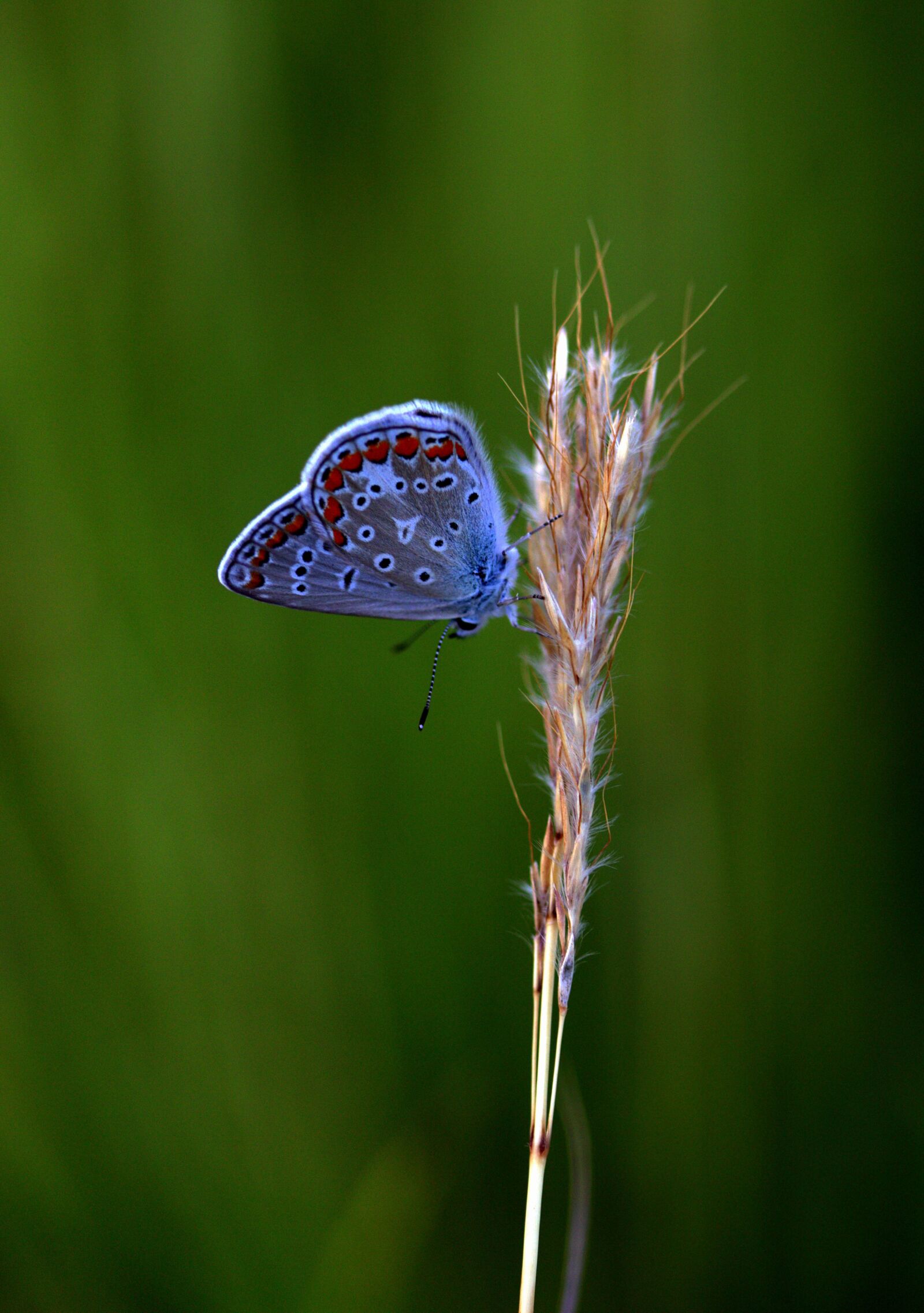 Canon EF-S 60mm F2.8 Macro USM sample photo. Butterfly, blue, wings photography