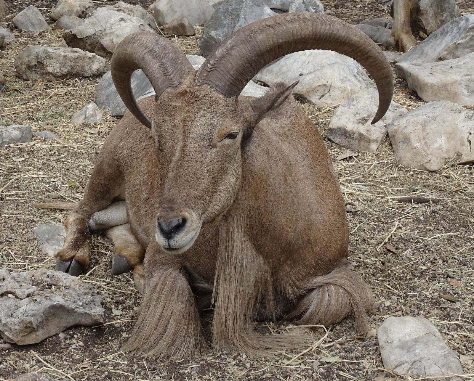 Sony Cyber-shot DSC-HX90V sample photo. African goat, mammal, animal photography