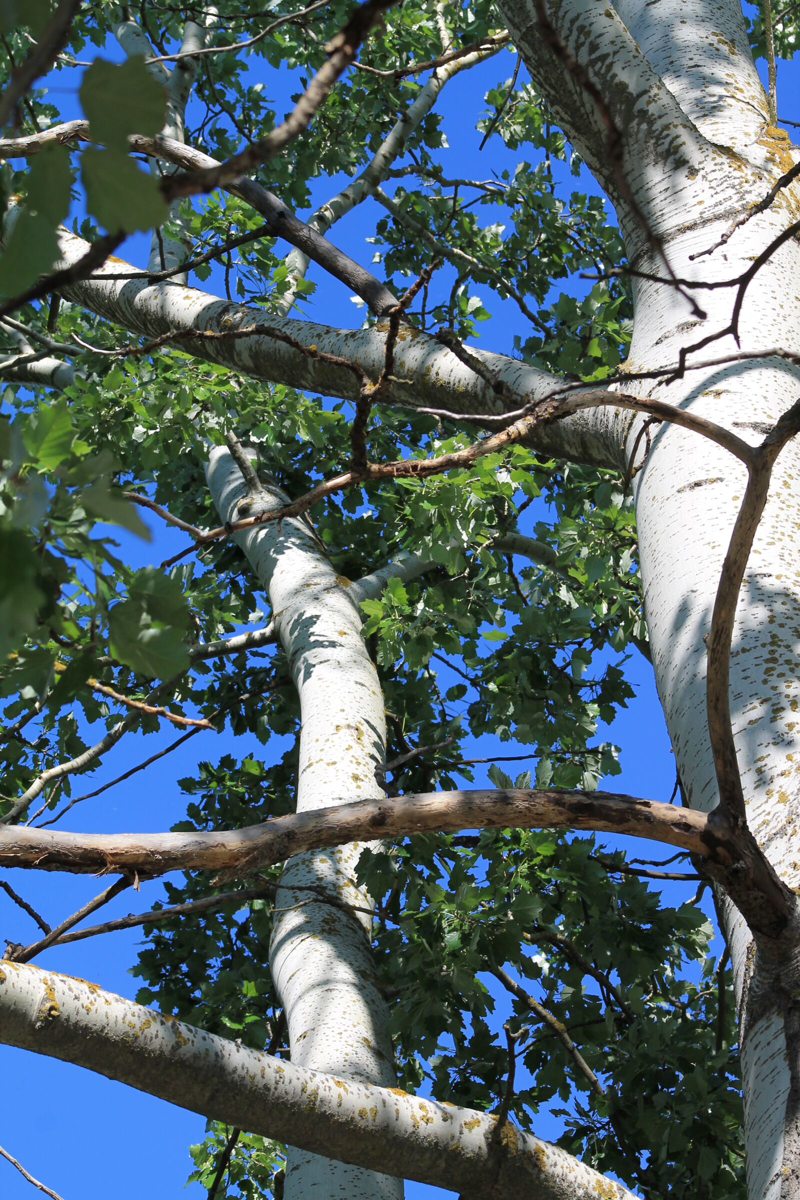 Canon EOS 1100D (EOS Rebel T3 / EOS Kiss X50) sample photo. Wood, nature, foliage photography