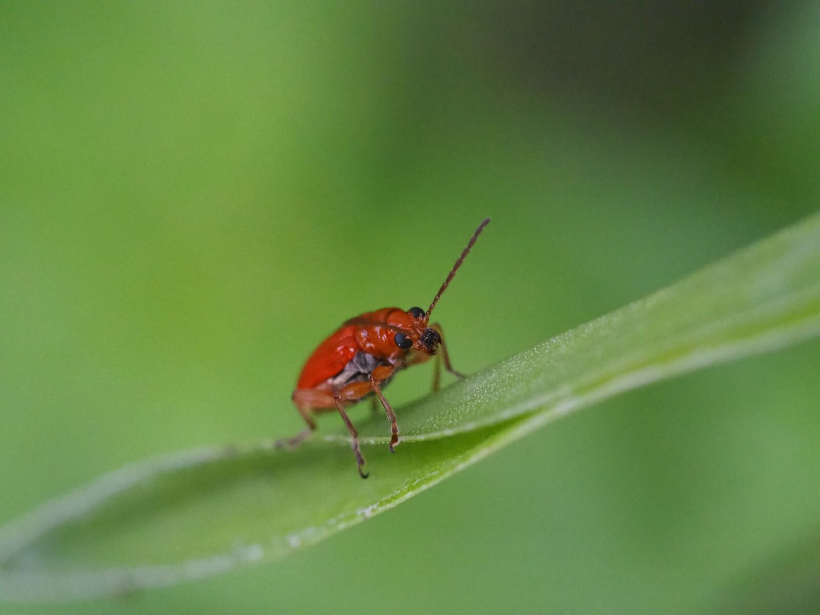 Olympus OM-D E-M10 III sample photo. Insect, bug, beetle photography