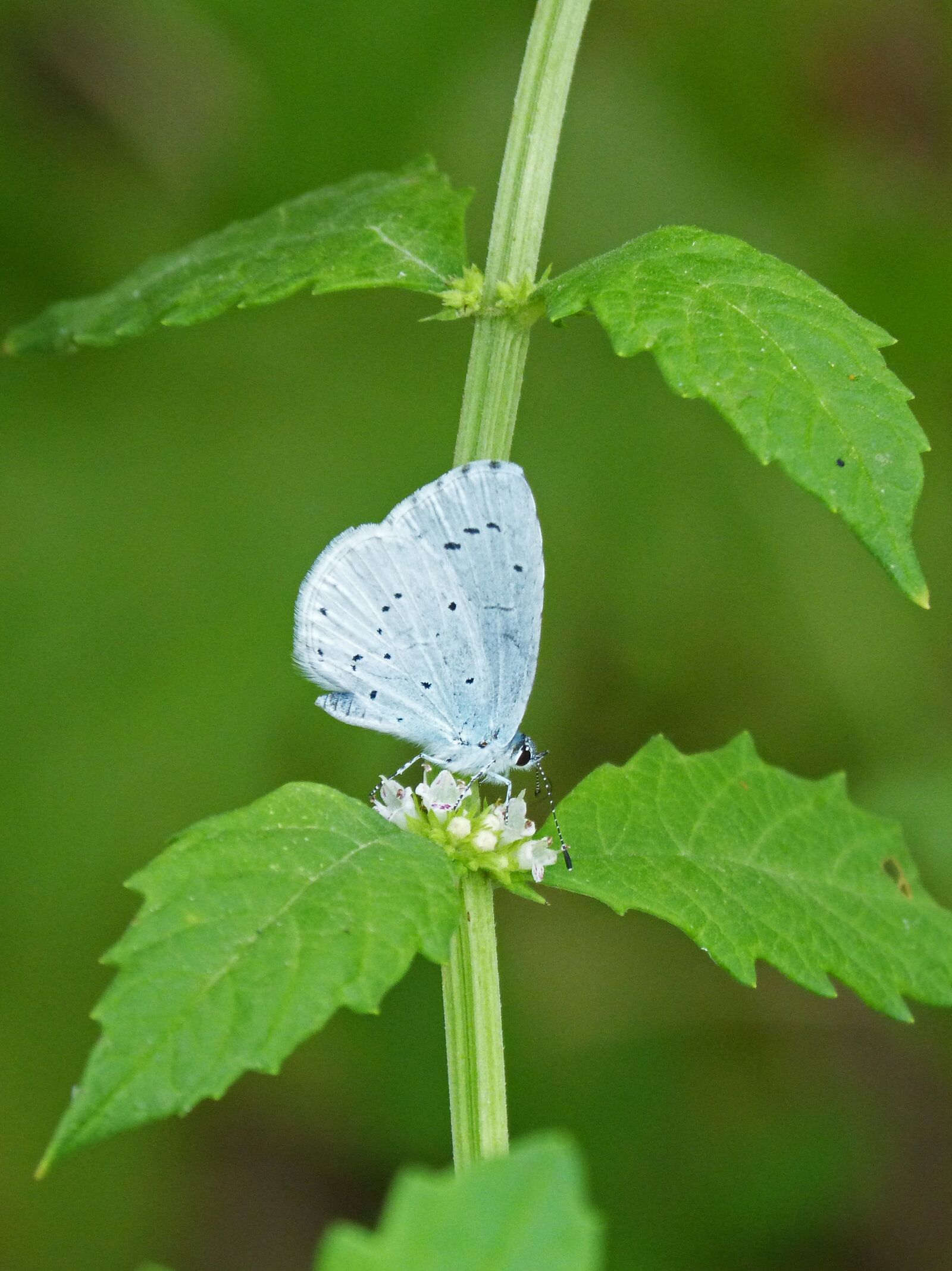 Panasonic DMC-FZ62 sample photo. Butterfly, turquoise mediterranean, glaucopsyche photography