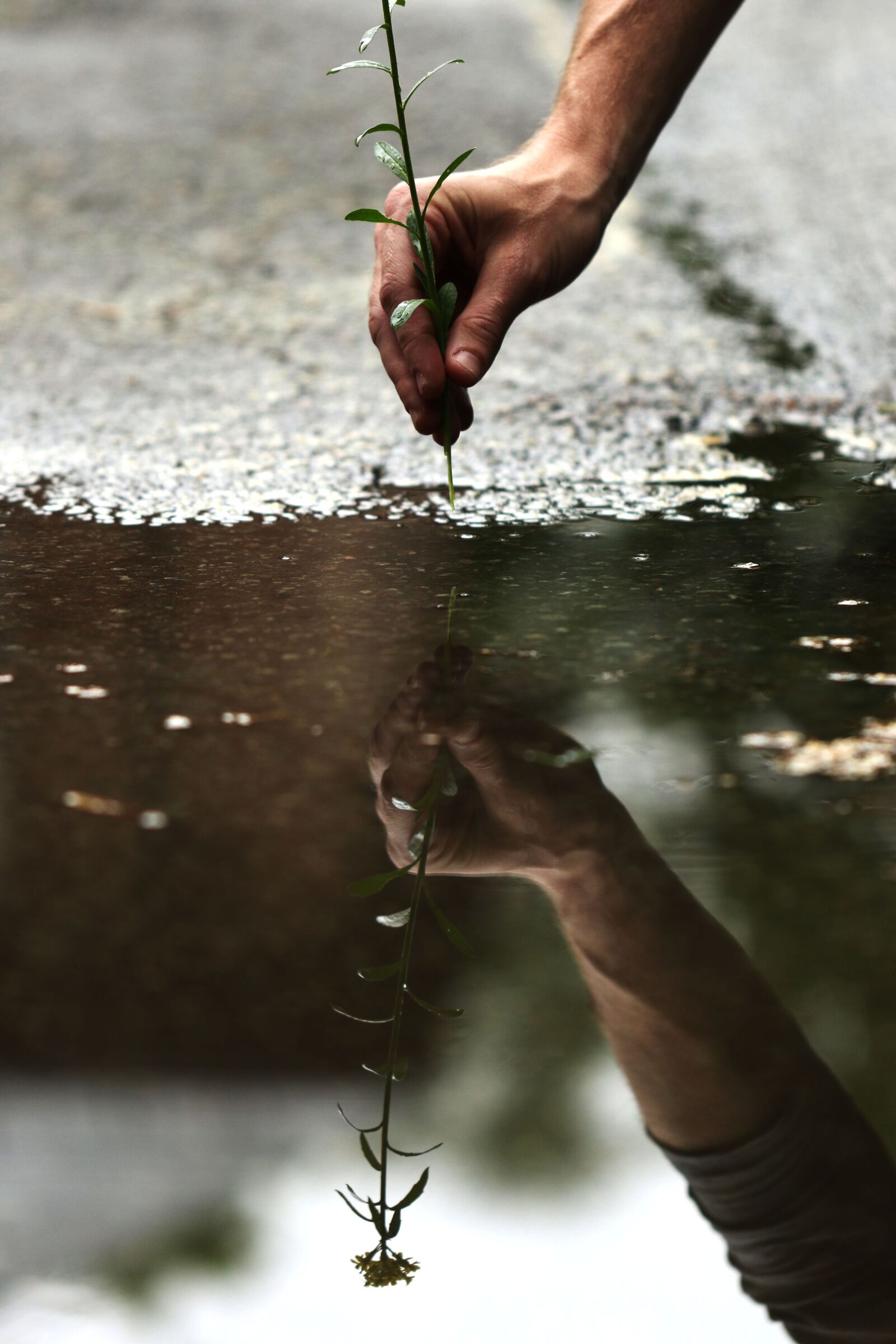Canon EOS 7D Mark II sample photo. Water, rain, spring flower photography