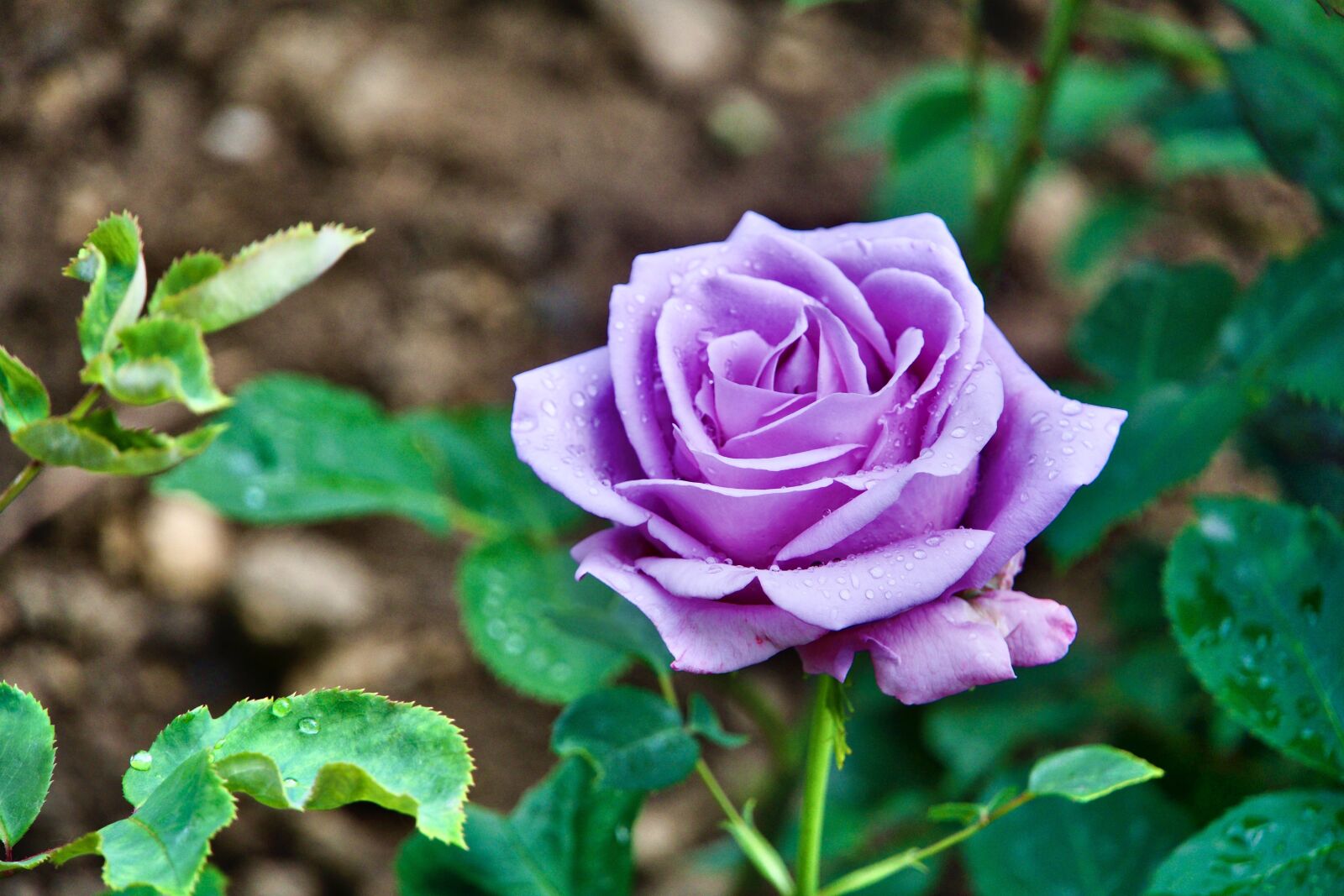 Sony a6500 sample photo. Rose, petals, flower photography