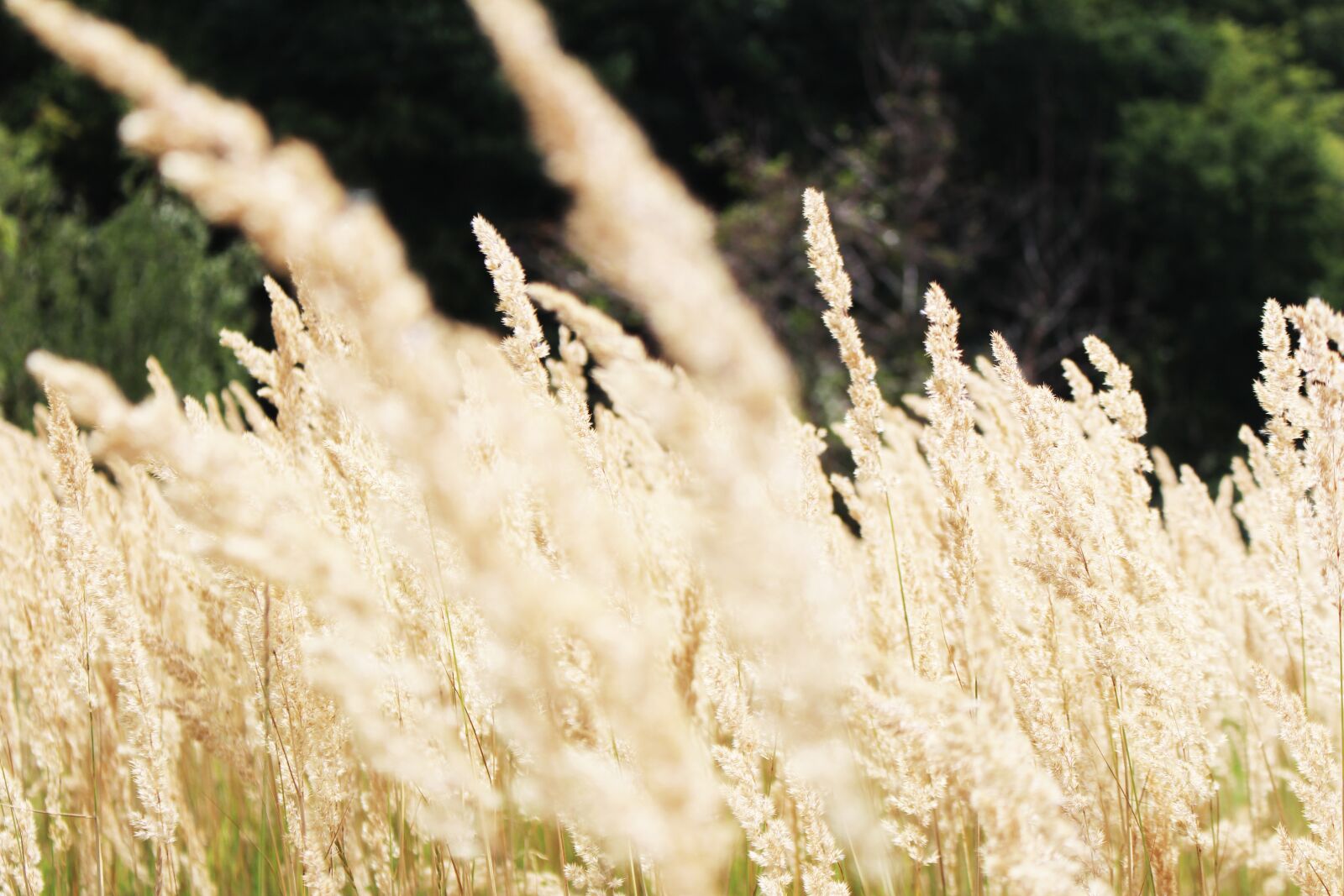 Canon EOS 700D (EOS Rebel T5i / EOS Kiss X7i) sample photo. Grasses, in, the photography