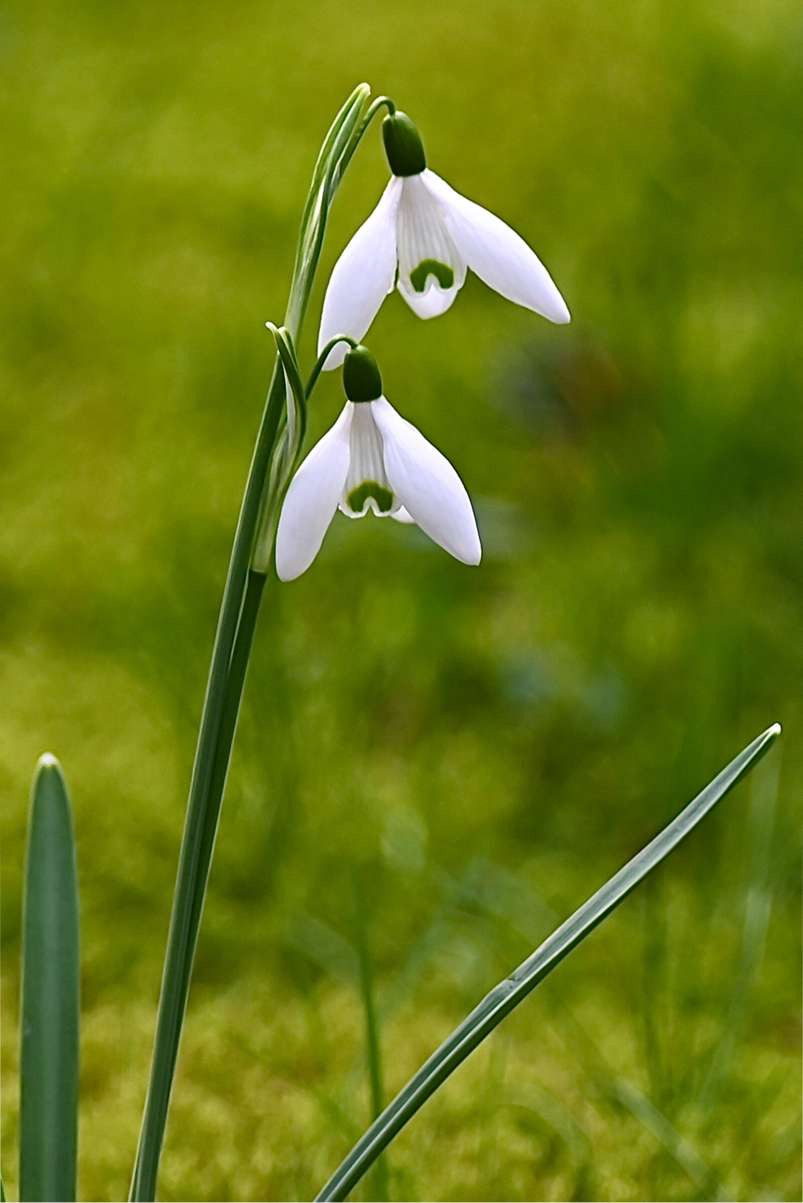 Nikon Z6 sample photo. Snowdrop, flower, early bloomer photography