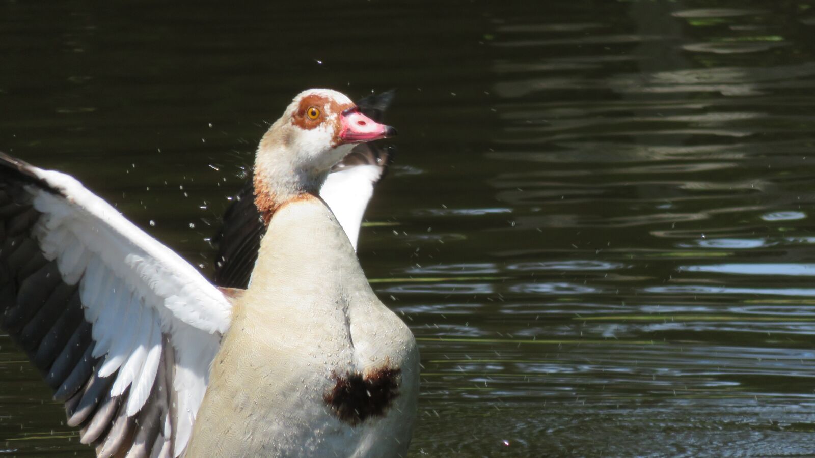 Canon PowerShot SX700 HS sample photo. Nile goose, goose, duck photography