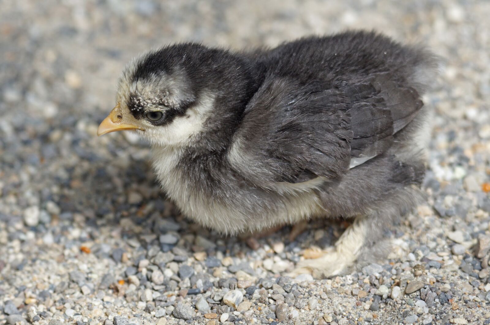 Sony ILCA-77M2 + Sony 70-400mm F4-5.6 G SSM sample photo. Chicks, brahama, zwergcochin photography