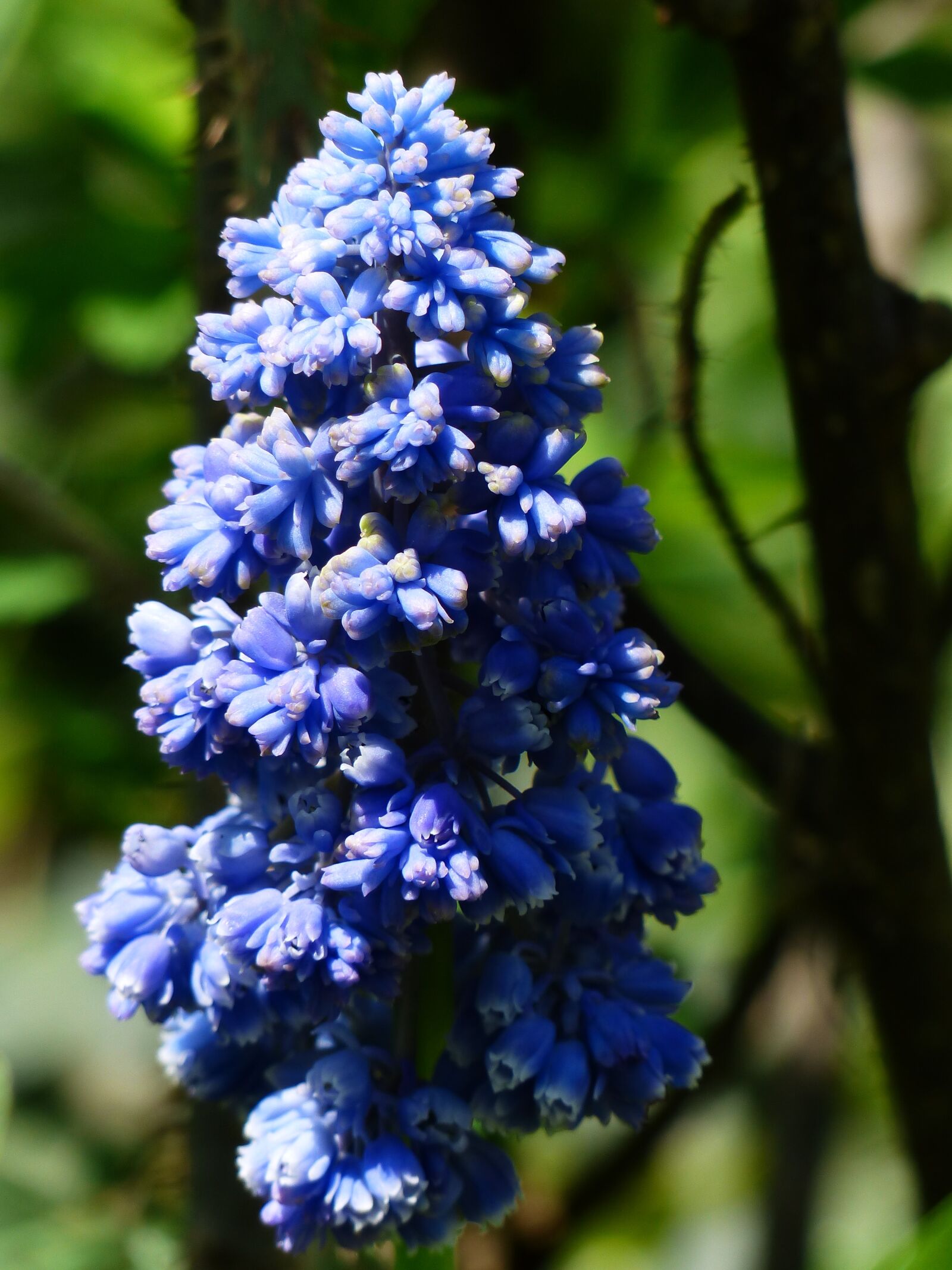 Panasonic Lumix DMC-FZ200 sample photo. Hyacinth, muscari armeniacum, blossom photography