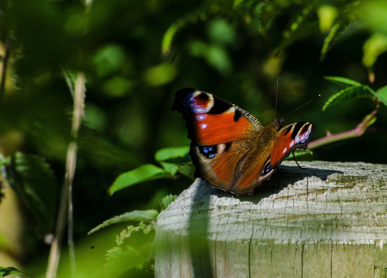 Nikon D5100 sample photo. Butterfly, lepidoptera, wildlife photography