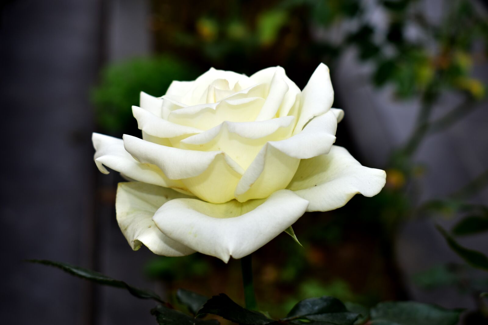 Nikon D5600 sample photo. Rosa, flowers, garden photography