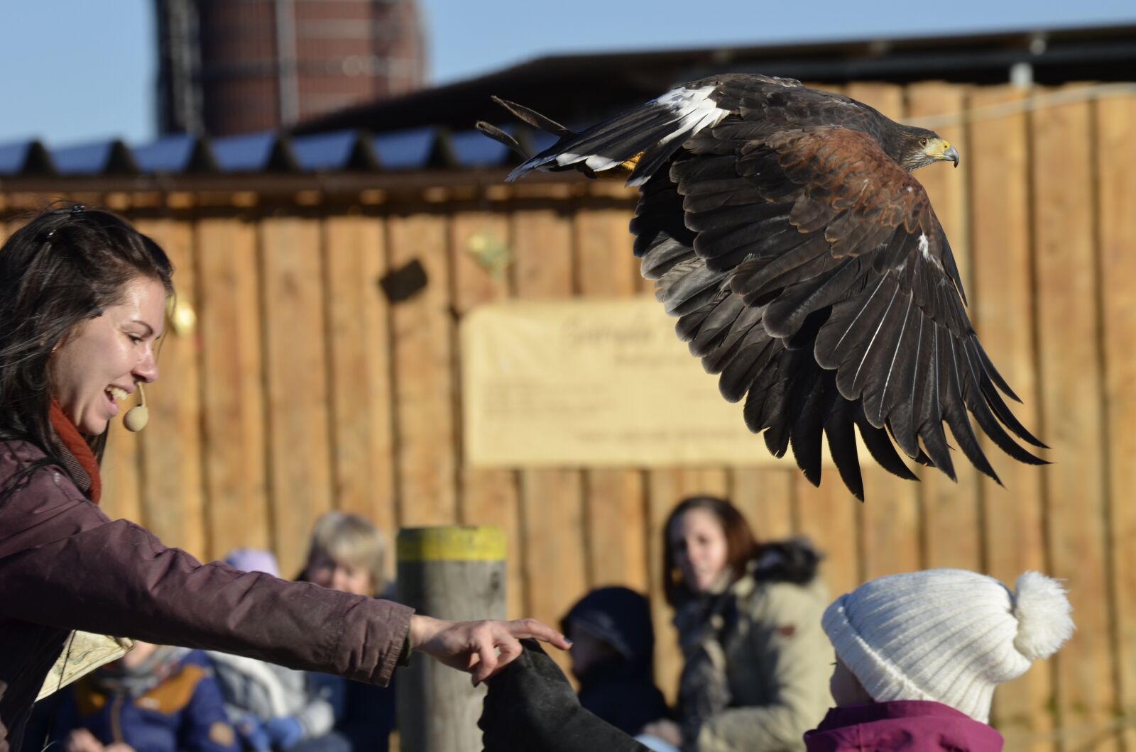 Nikon D5100 sample photo. Adler, bill, raptor photography