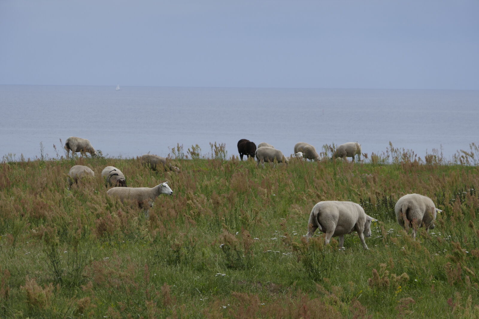 Panasonic Lumix DMC-ZS100 (Lumix DMC-TZ100) sample photo. Grazing, sailboat, sheep photography