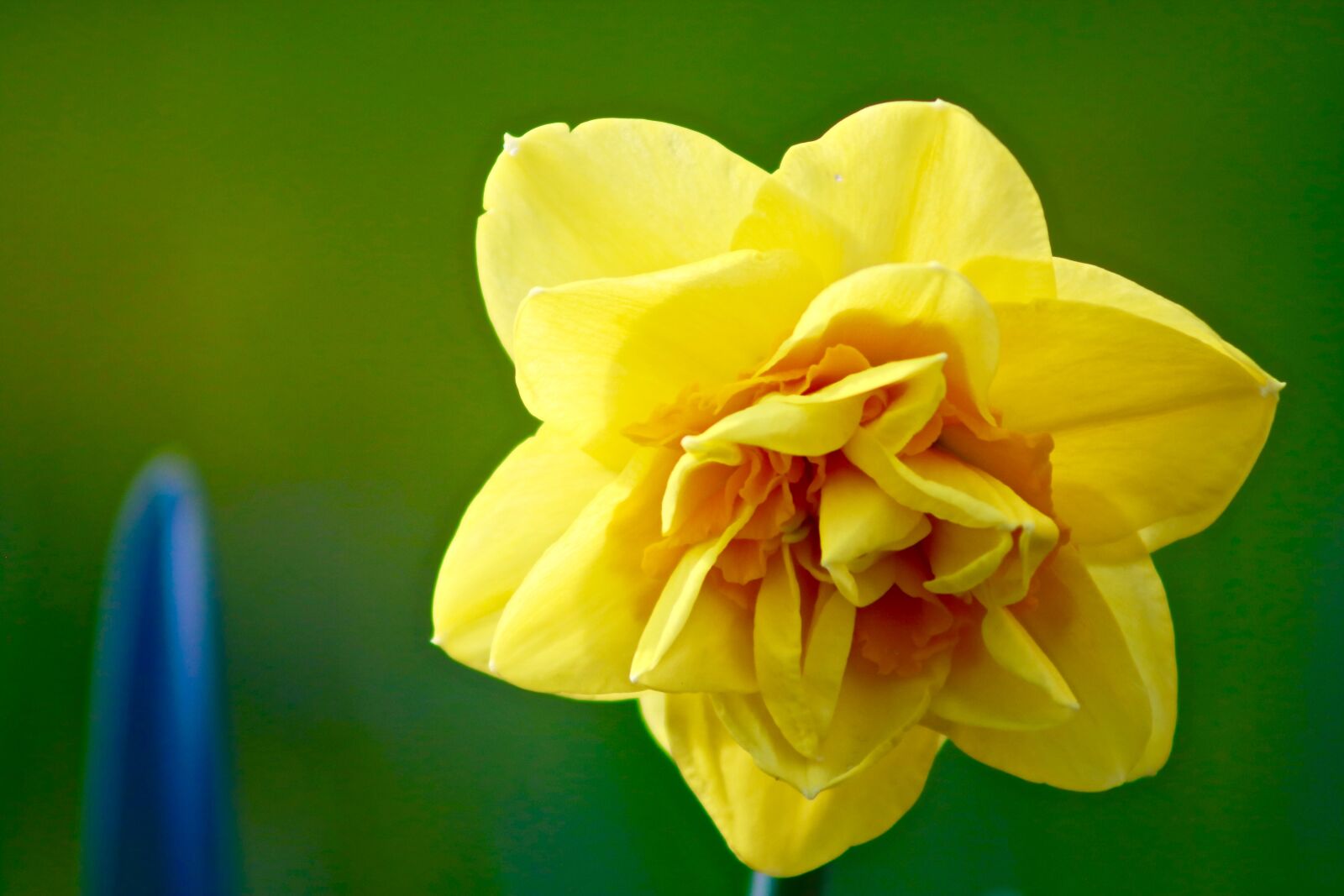 Canon EOS 750D (EOS Rebel T6i / EOS Kiss X8i) sample photo. Spring, narcissus, daffodil photography