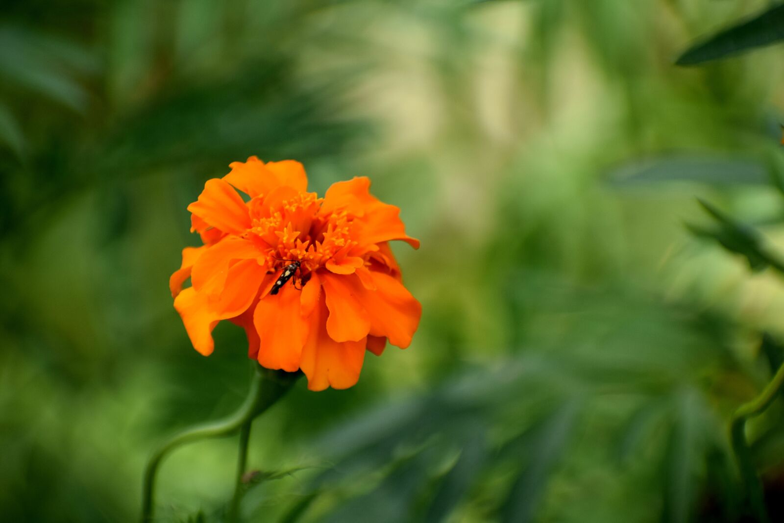 Nikon D3300 sample photo. White, flowers, nature photography