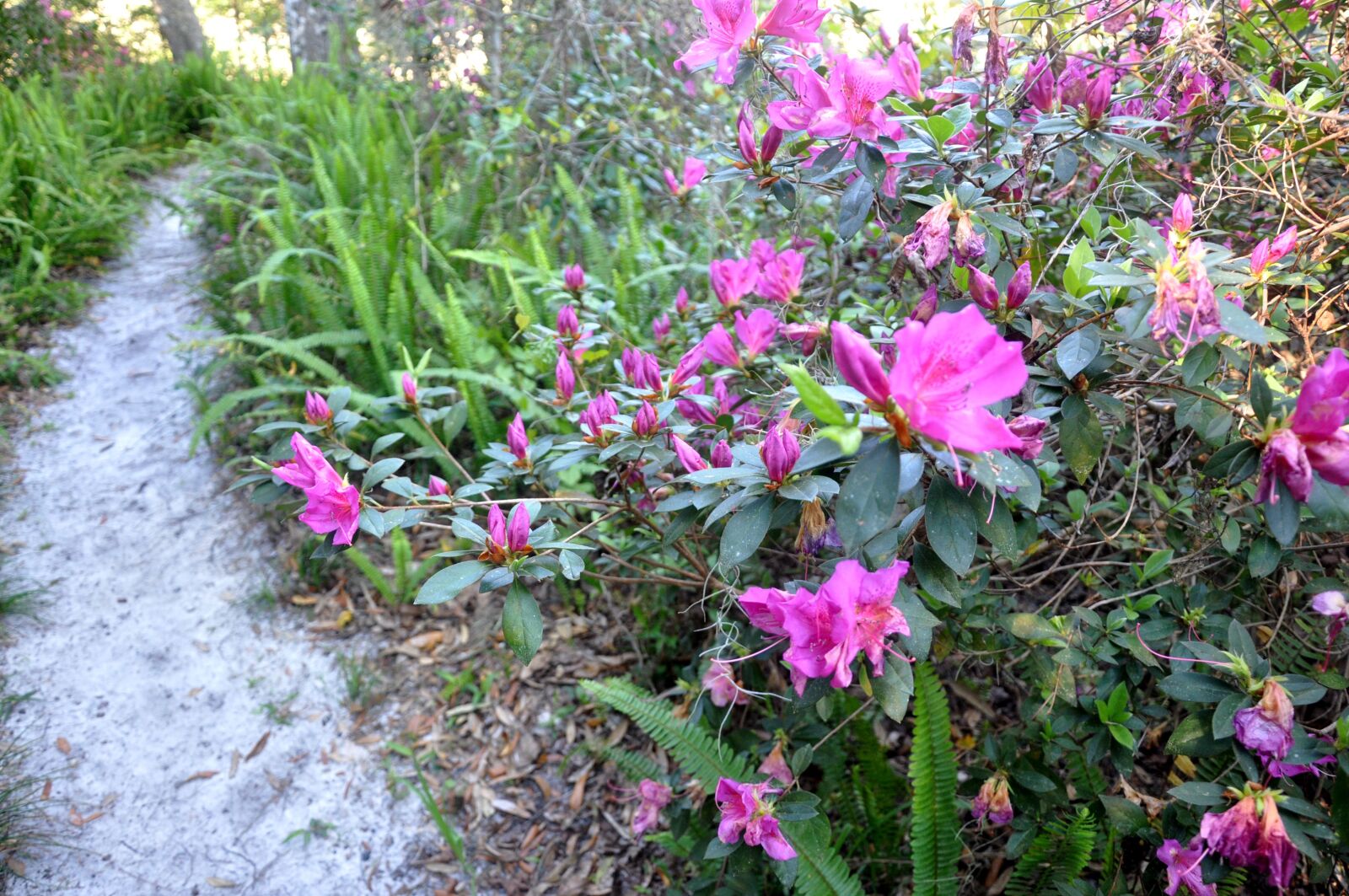 Nikon D90 sample photo. Bamboo springs, azalea park photography